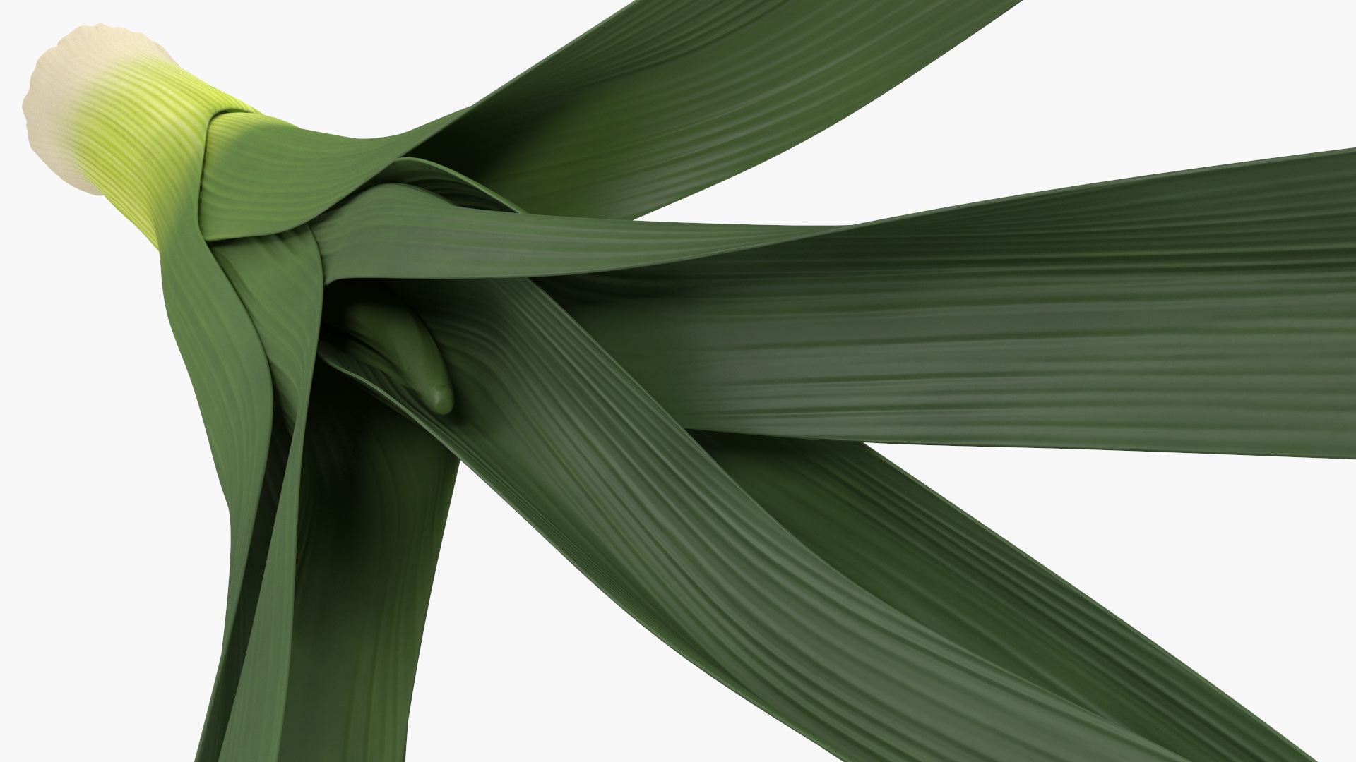 3D model Fresh Allium Porrum Leeks