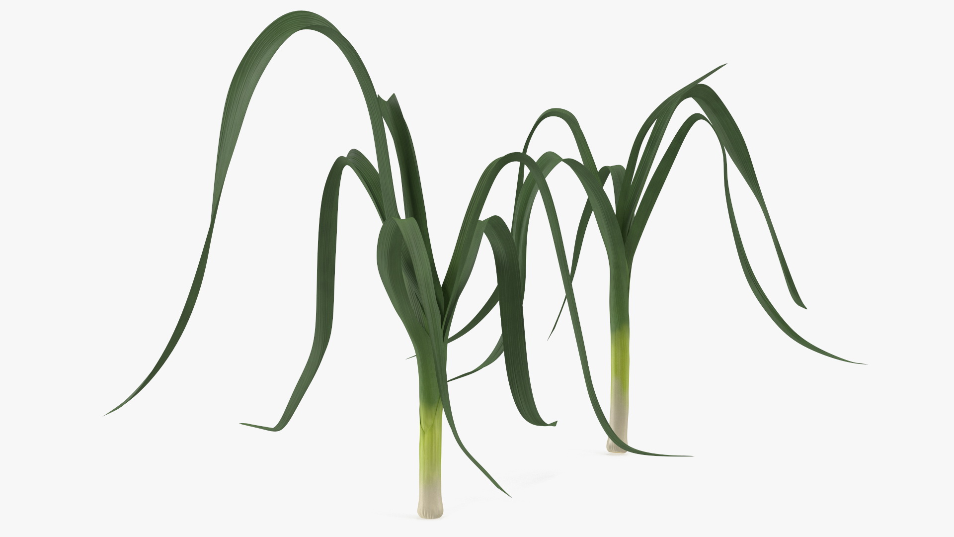 3D model Fresh Allium Porrum Leeks