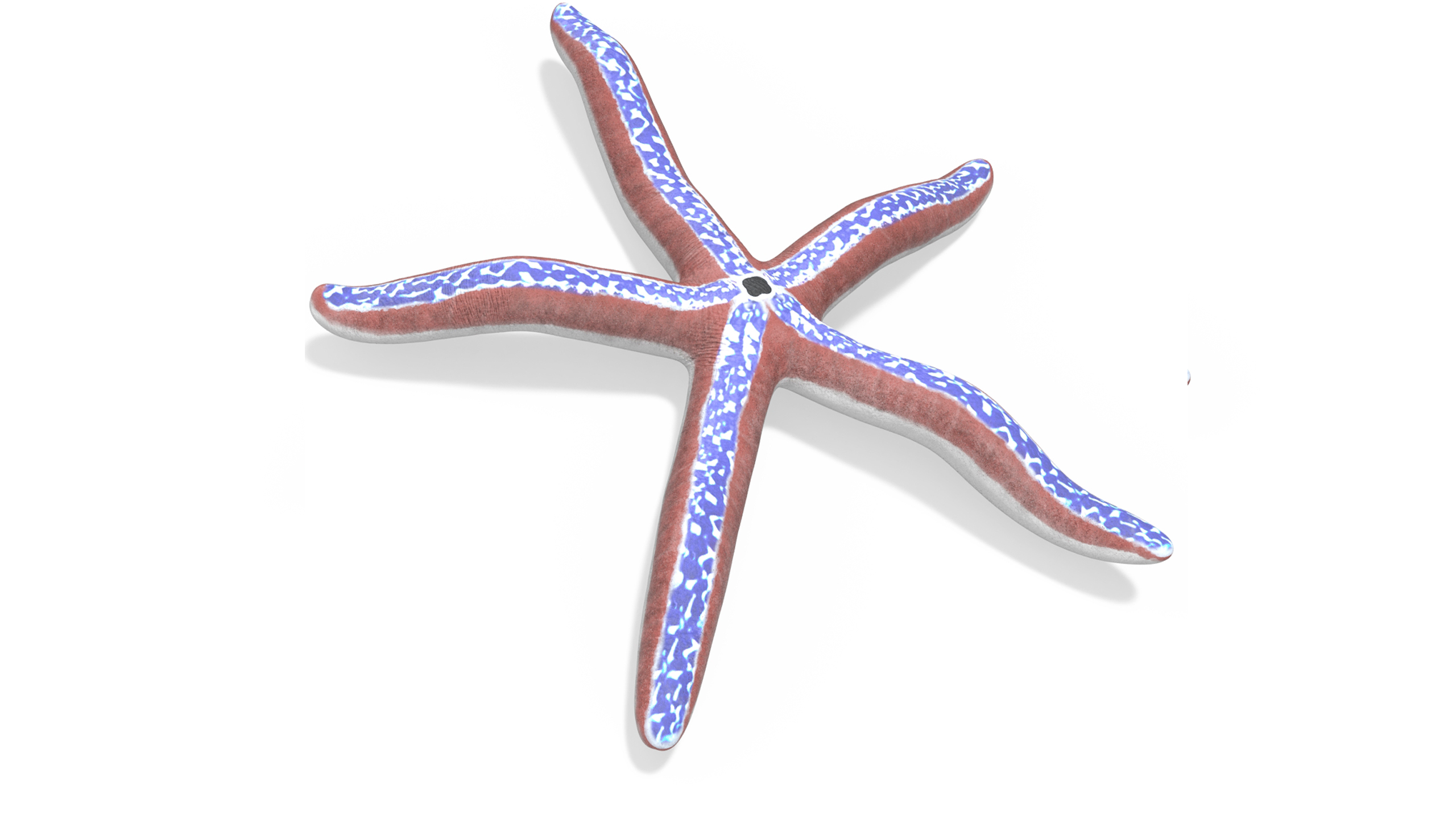 3D Blue Seastar Rigged for Cinema 4D model