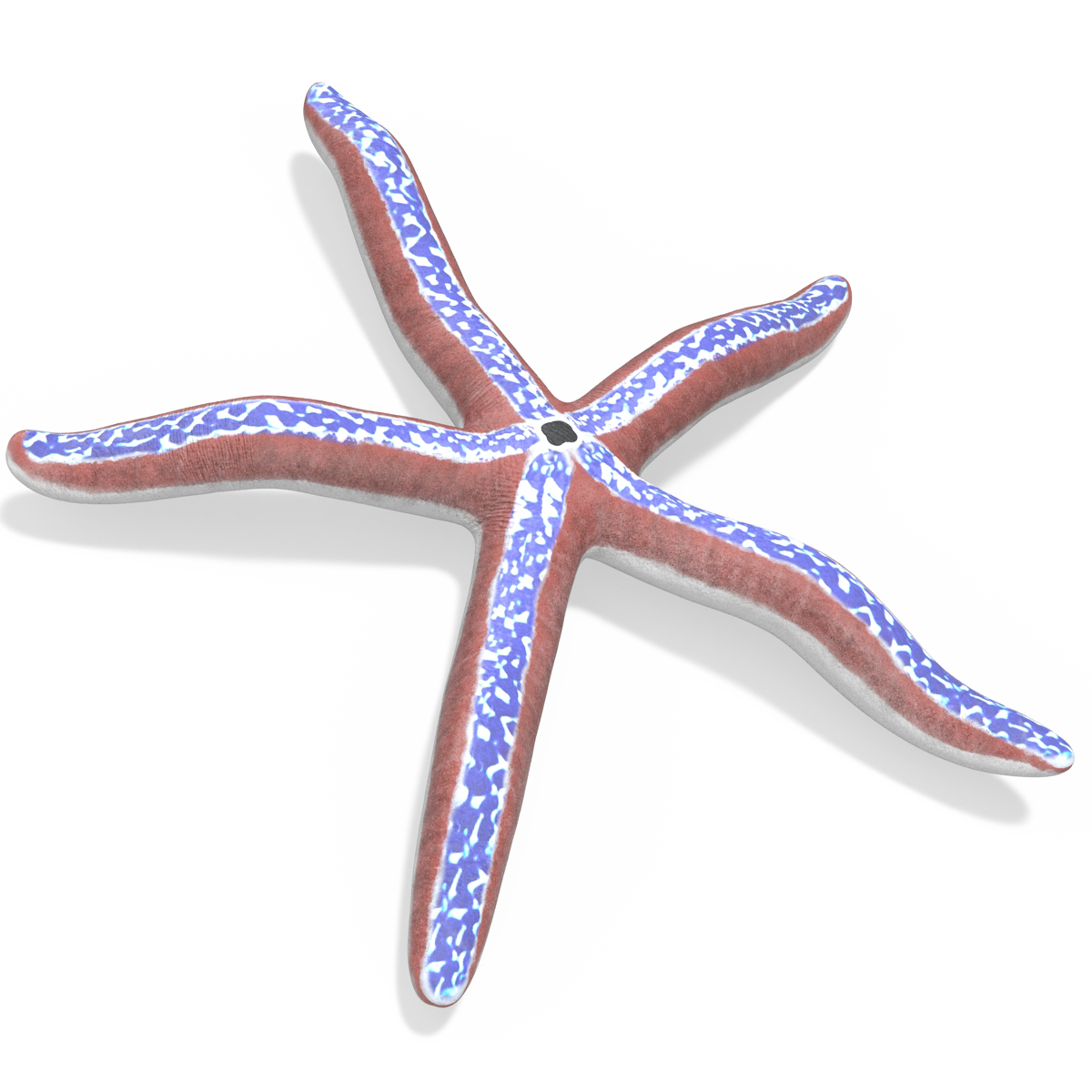 3D Blue Seastar Rigged for Cinema 4D model