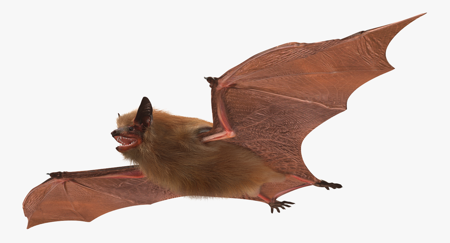 Bat with Fur Rigged 3D model