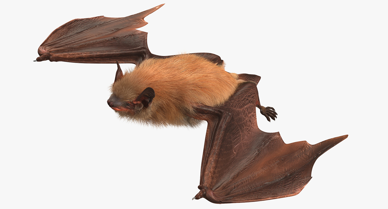 Bat with Fur Rigged 3D model