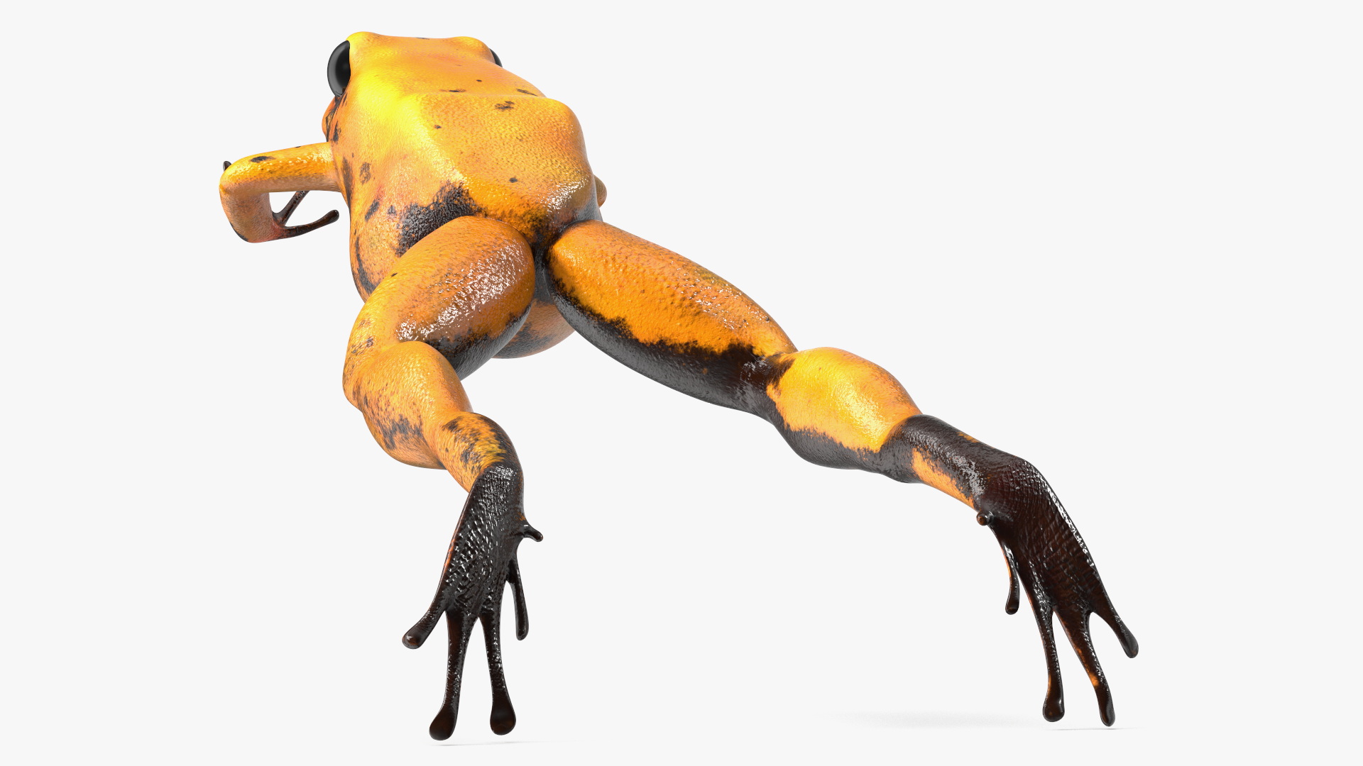 Jumping Orange Phyllobates Terribilis 3D
