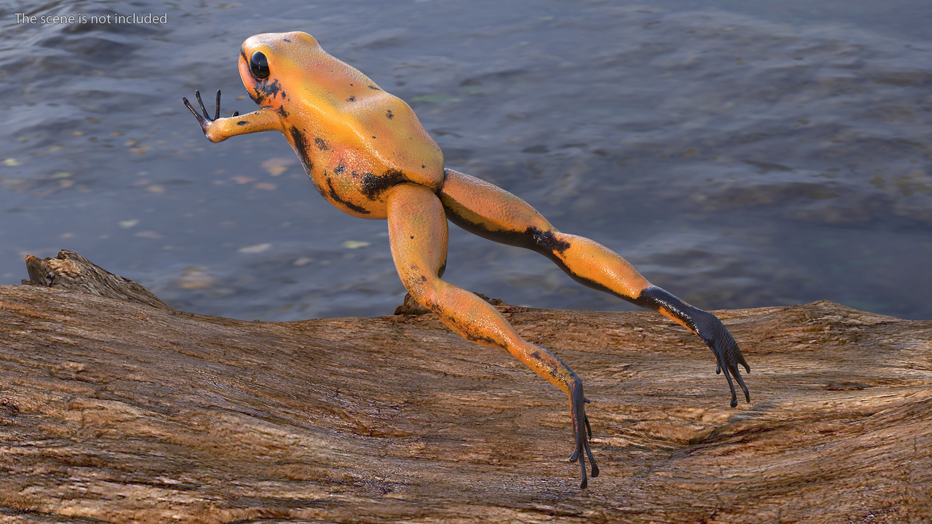 Jumping Orange Phyllobates Terribilis 3D