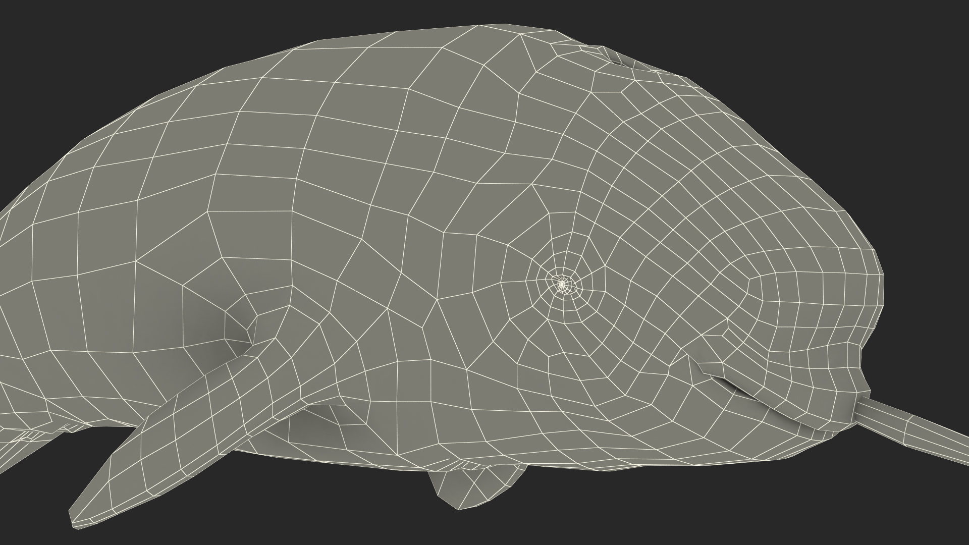 Narwhal Jumping out Pose 3D model