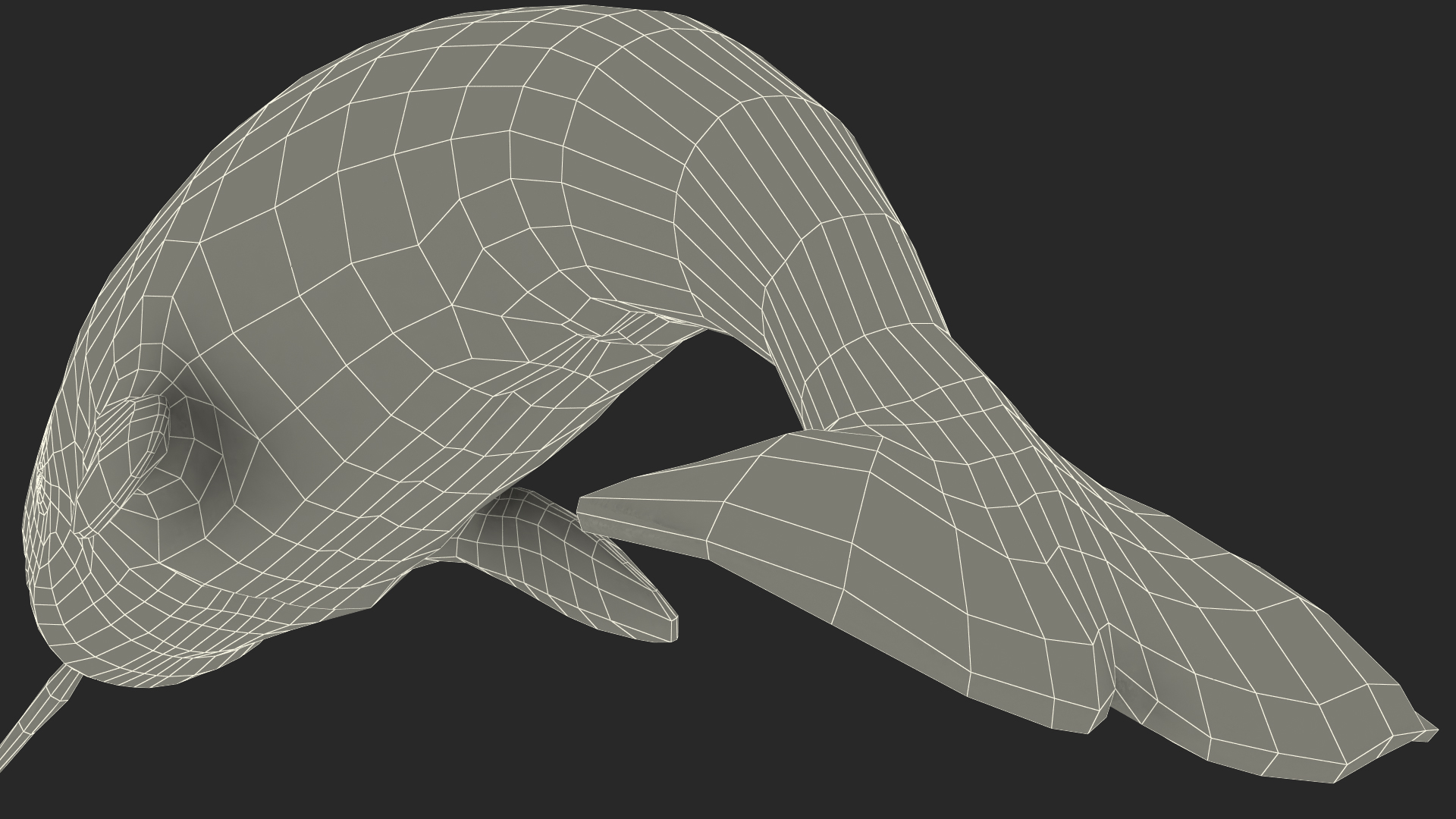 Narwhal Jumping out Pose 3D model