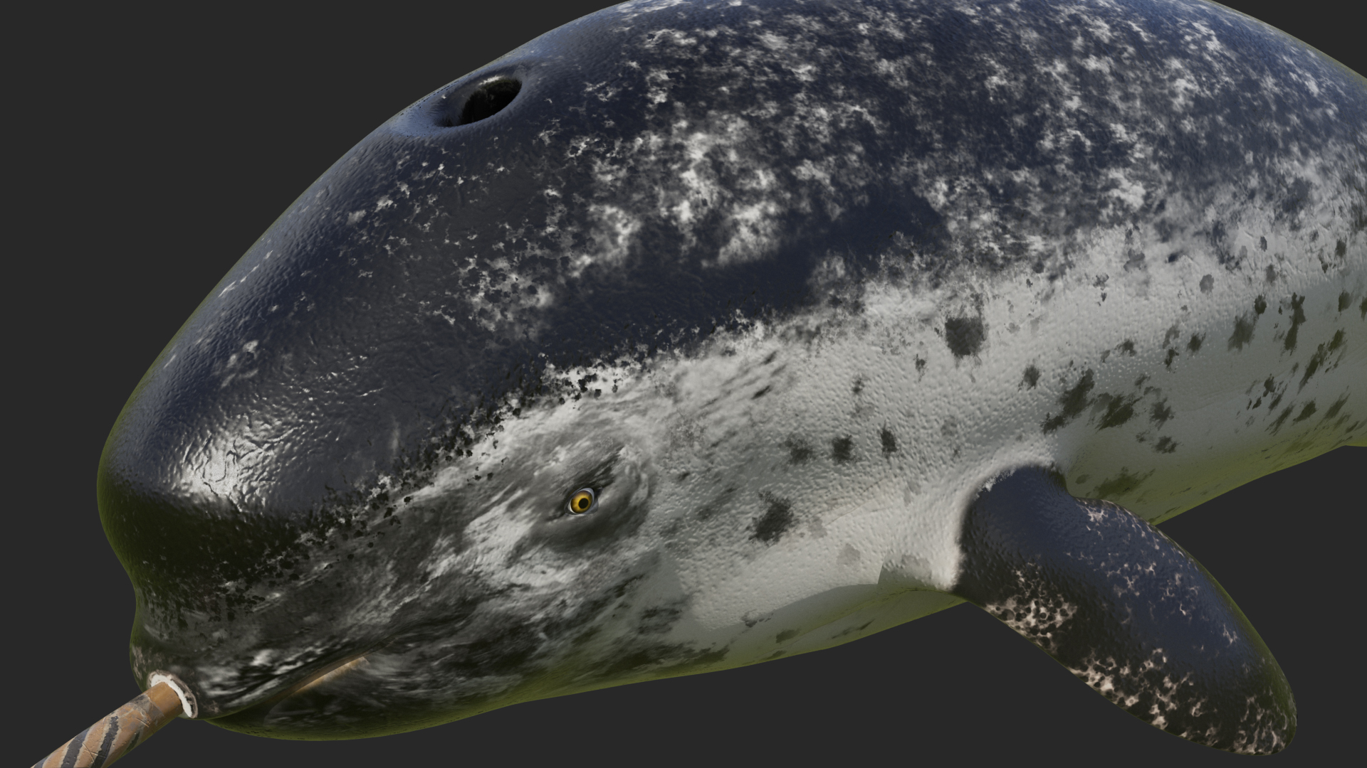 Narwhal Jumping out Pose 3D model