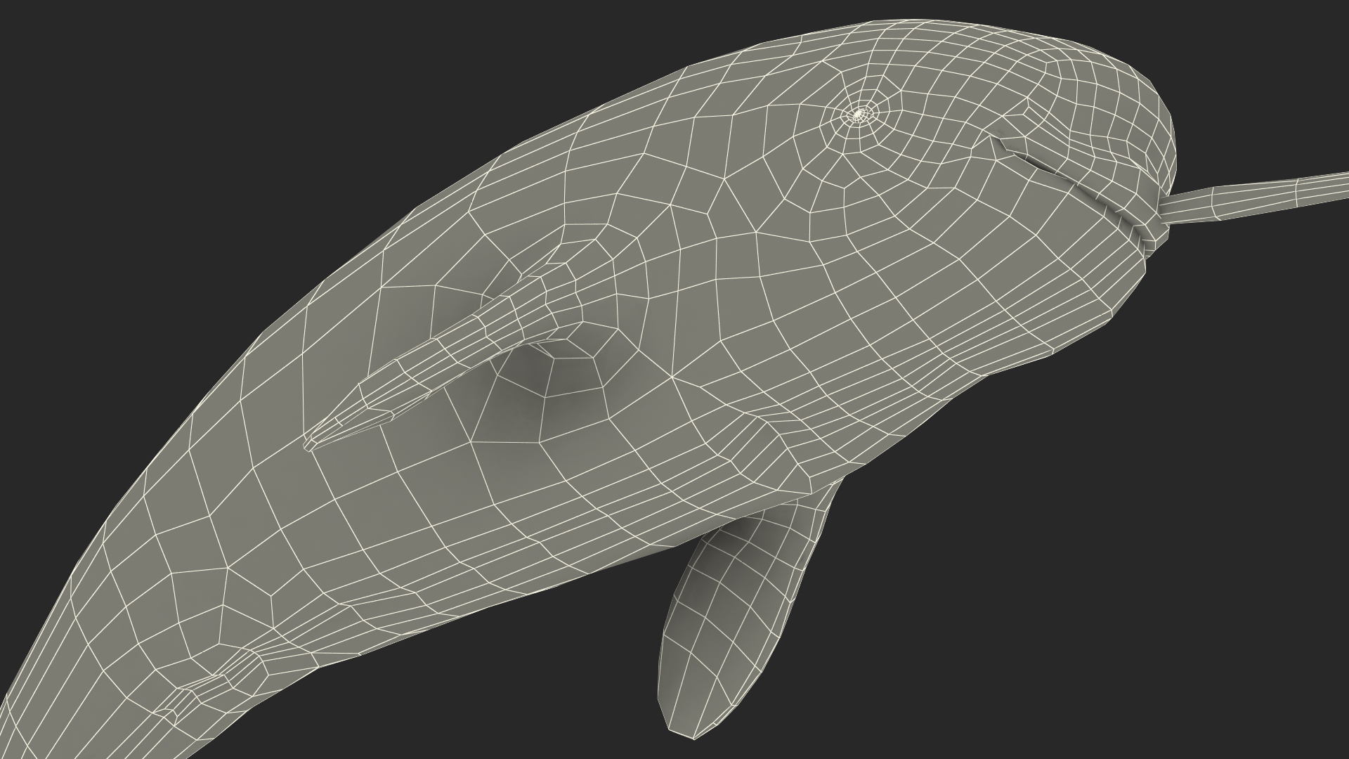 Narwhal Jumping out Pose 3D model