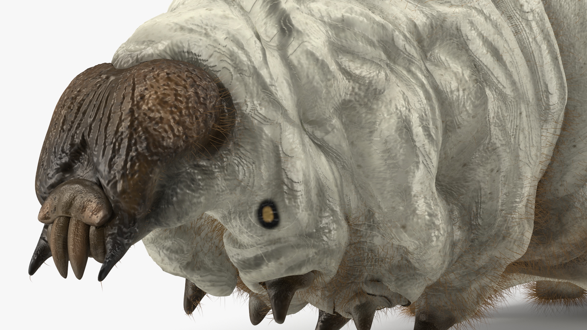 3D Silkworm White Fur model