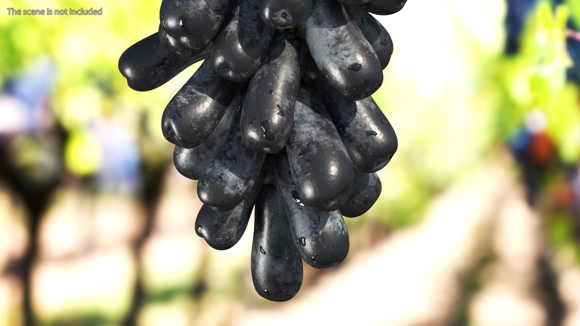 3D model Sweet Sapphire Grapes Wet with Leaf