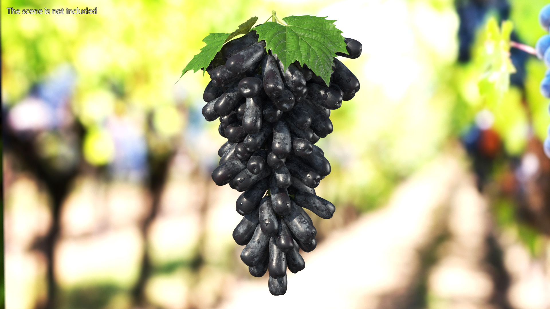 3D model Sweet Sapphire Grapes Wet with Leaf