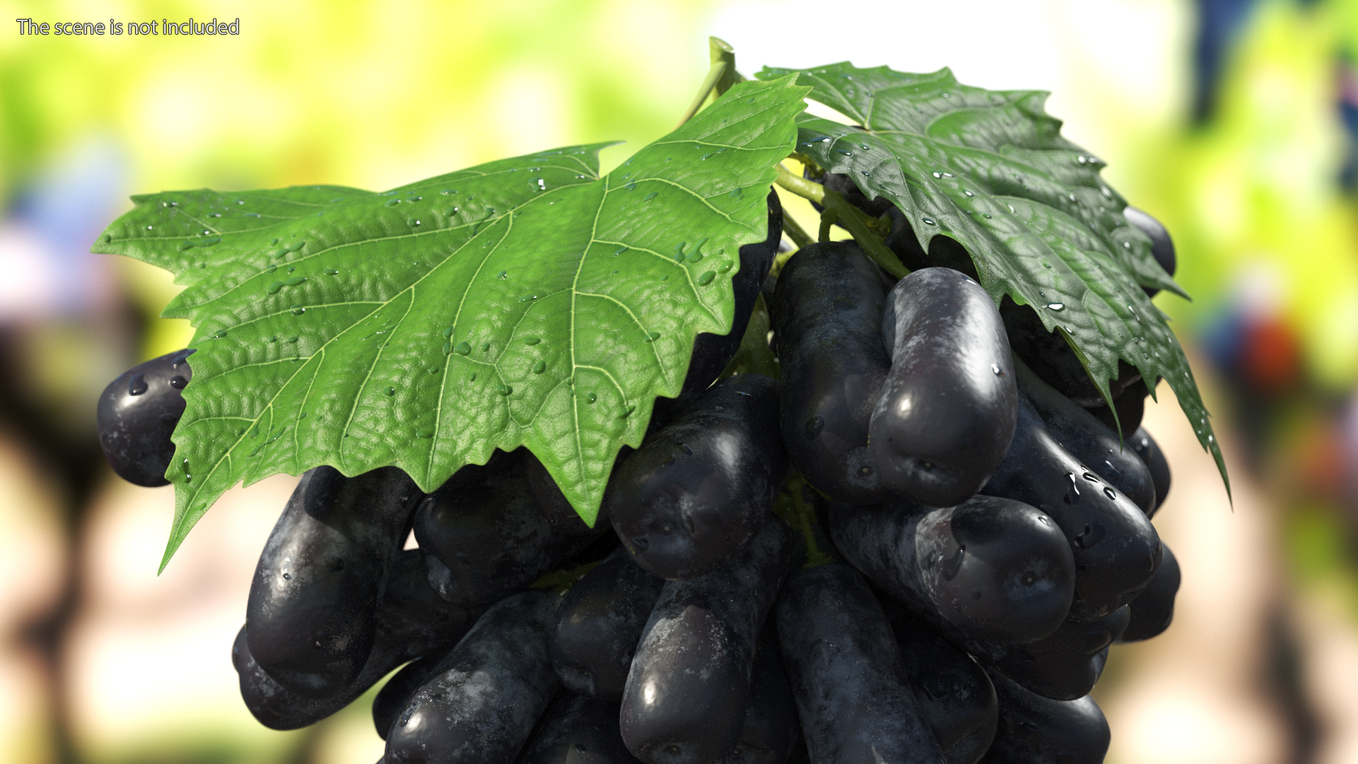 3D model Sweet Sapphire Grapes Wet with Leaf