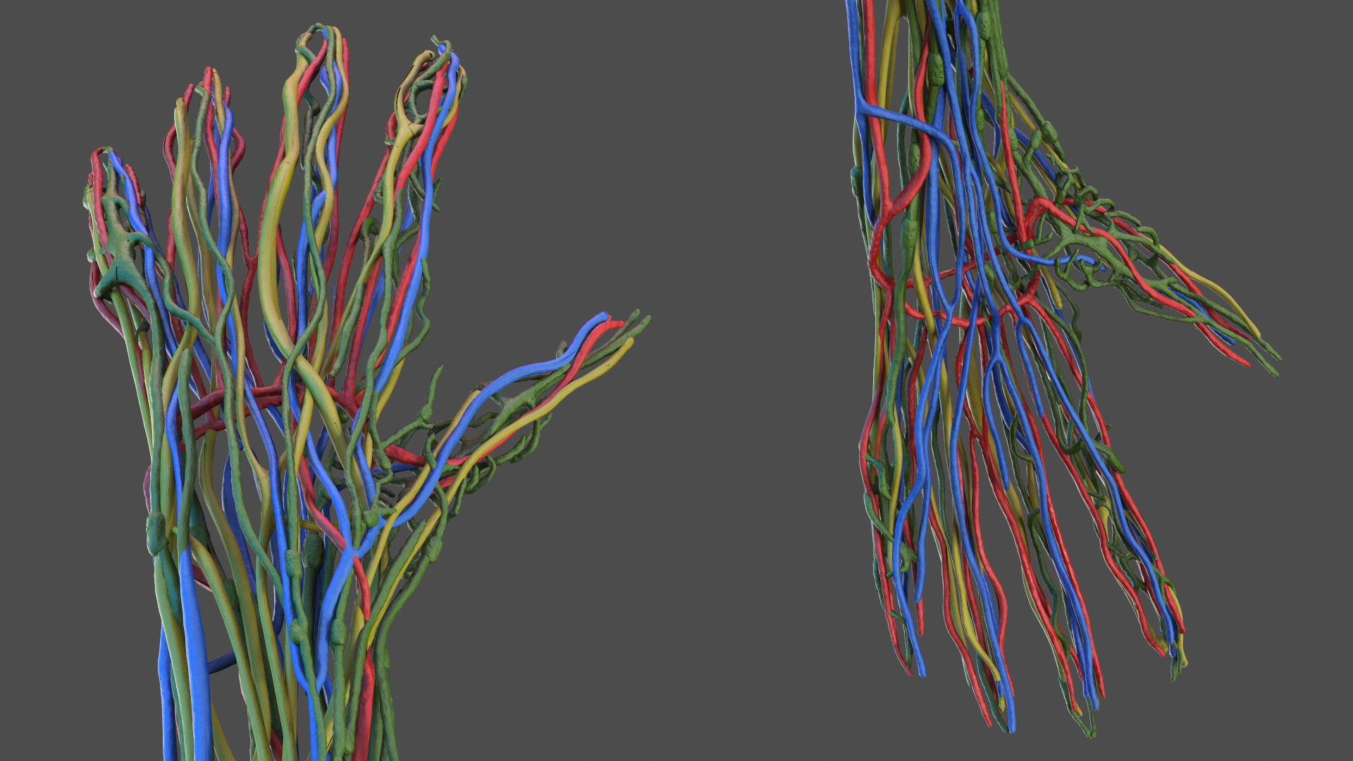 3D Arm Anatomy Asian Man