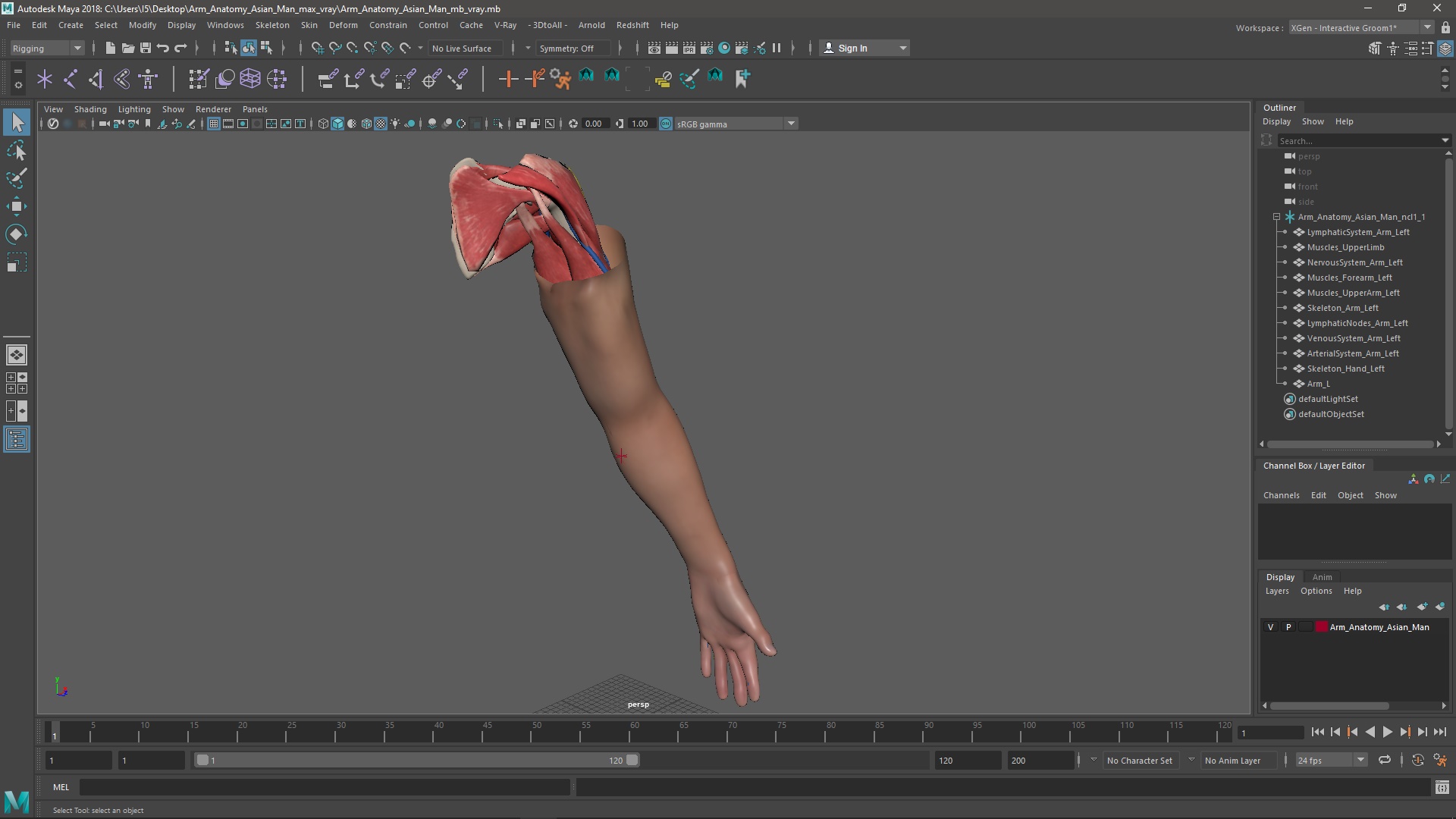3D Arm Anatomy Asian Man