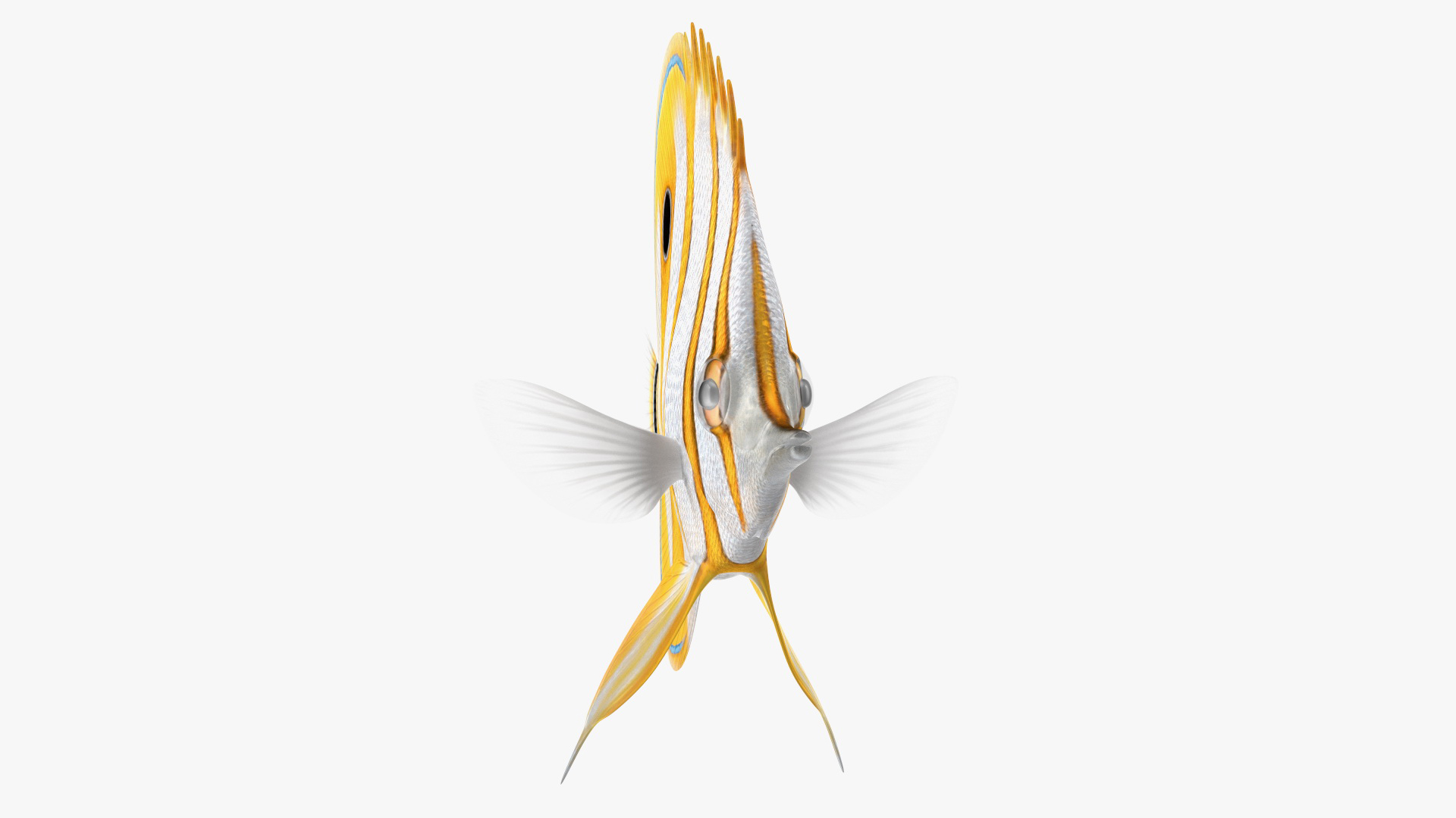 3D model Copperband Butterflyfish Rigged for Cinema 4D
