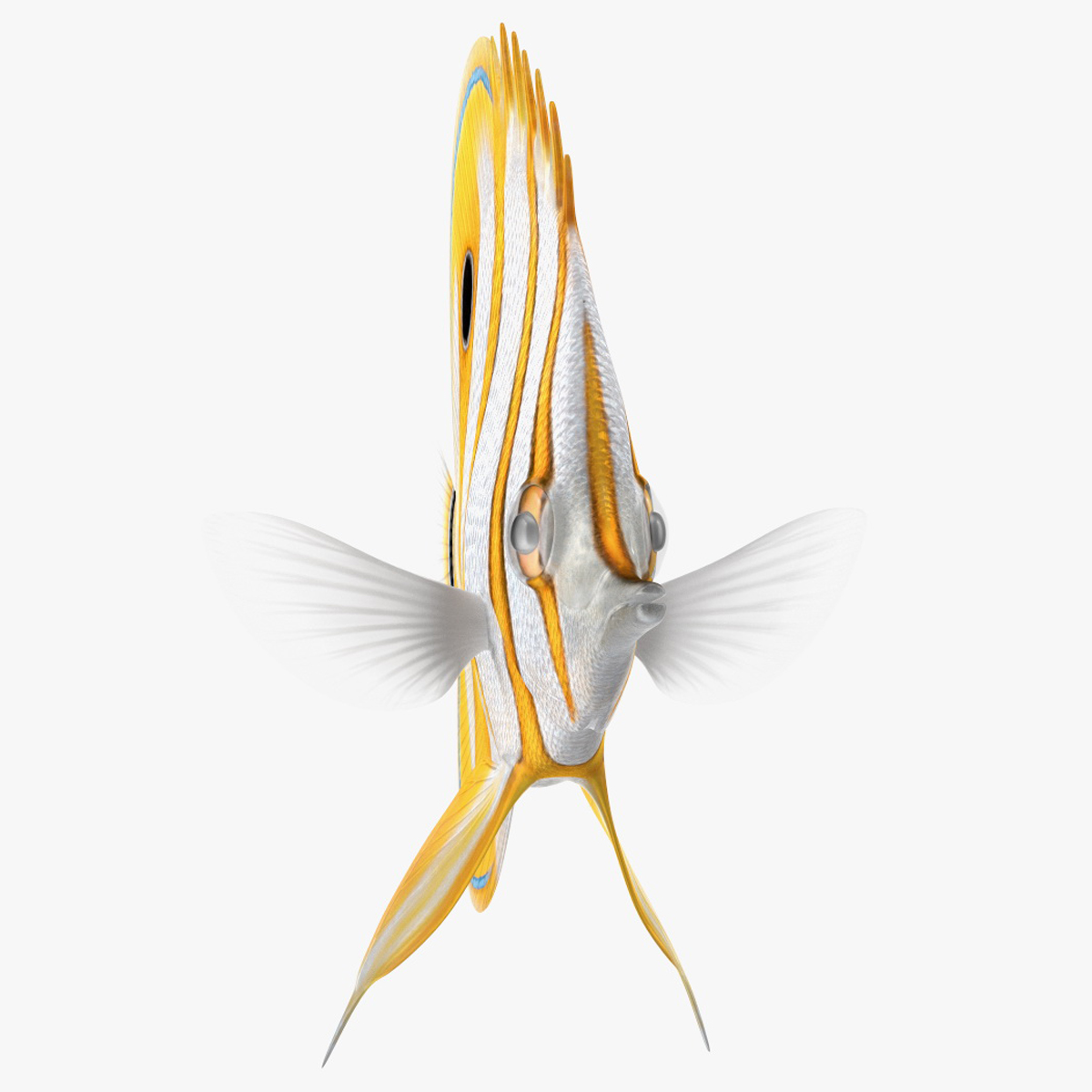 3D model Copperband Butterflyfish Rigged for Cinema 4D