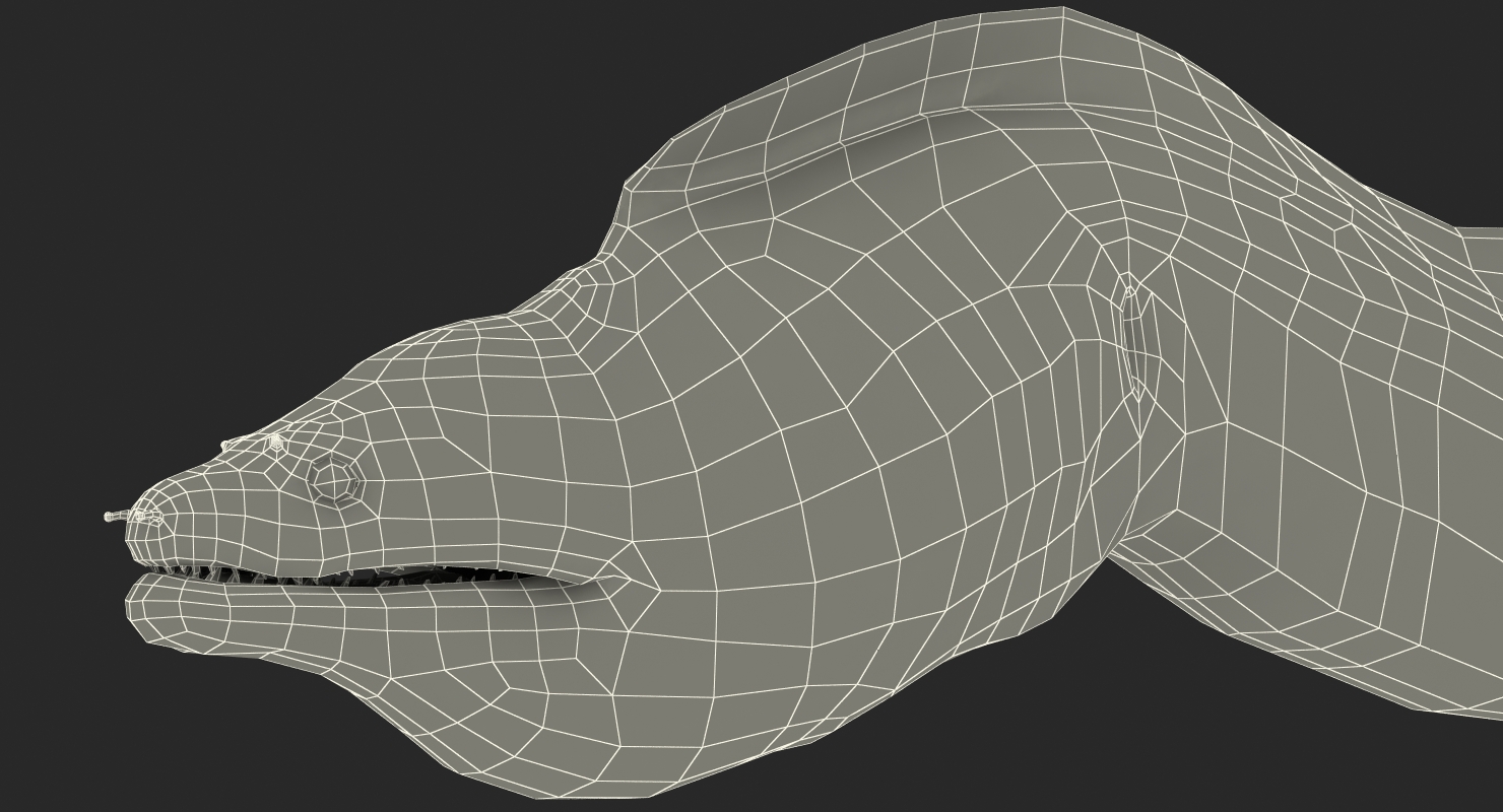 3D Murena Rigged model