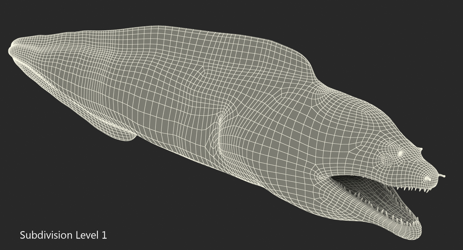 3D Murena Rigged model