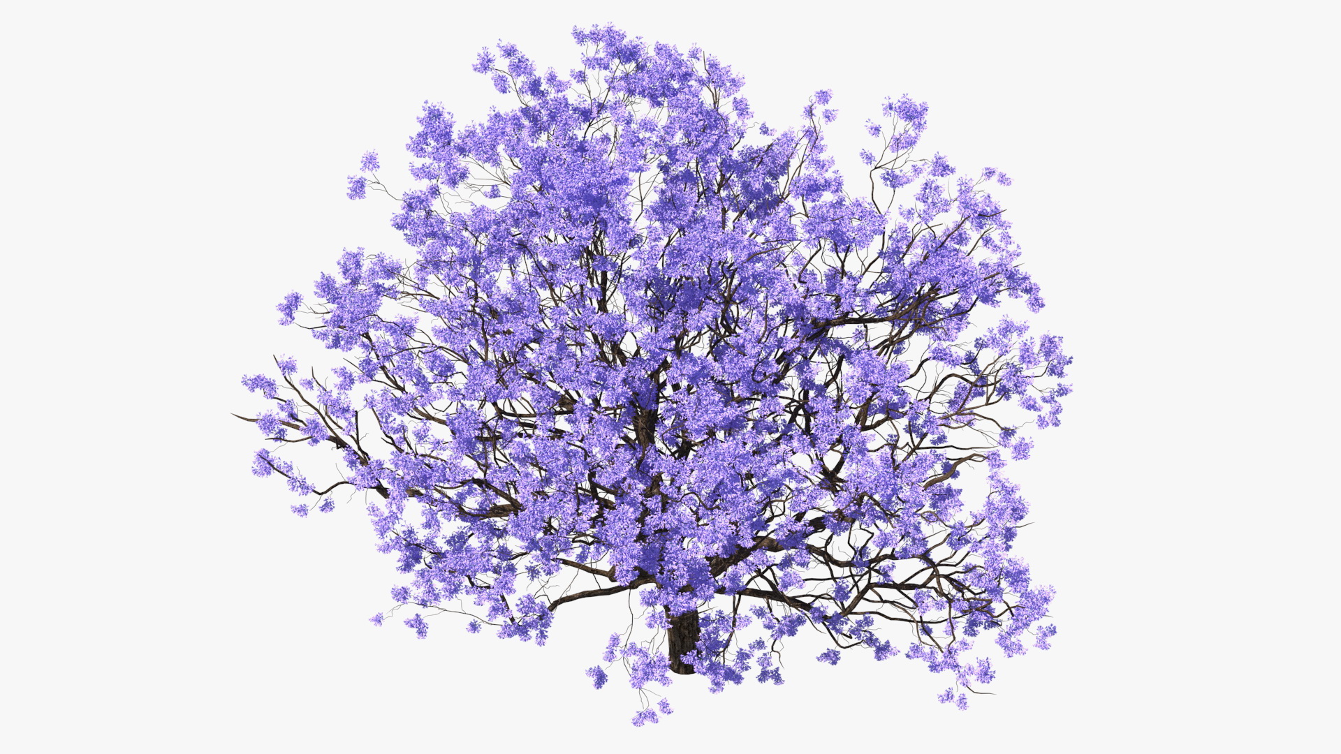 3D Blooming Jacaranda Tree without Leaves model