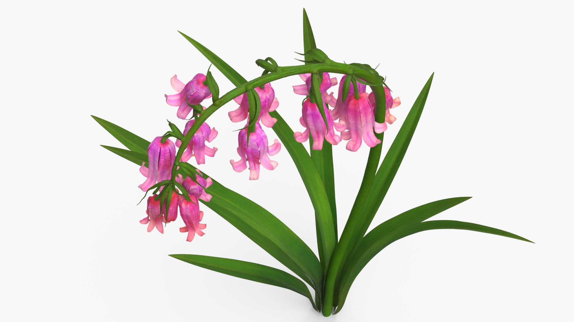 Campanula Bellflower Plant with Arching Stem Pink, view 7