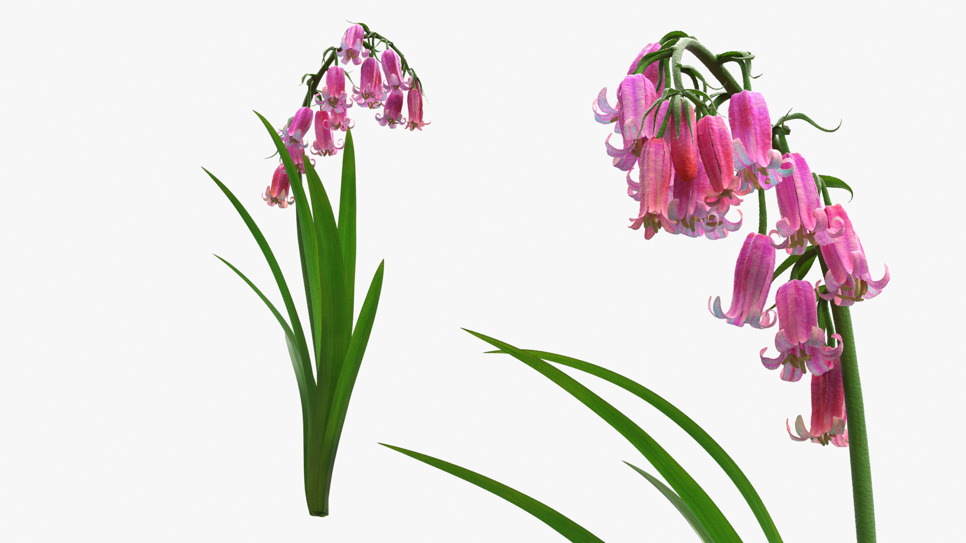 Campanula Bellflower Plant with Arching Stem Pink, view 8