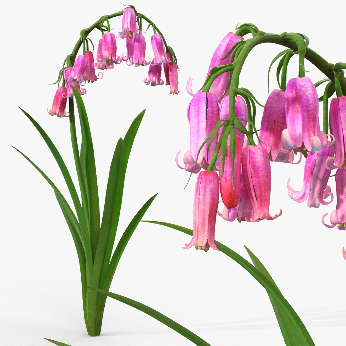 Campanula Bellflower Plant with Arching Stem Pink 3D model preview