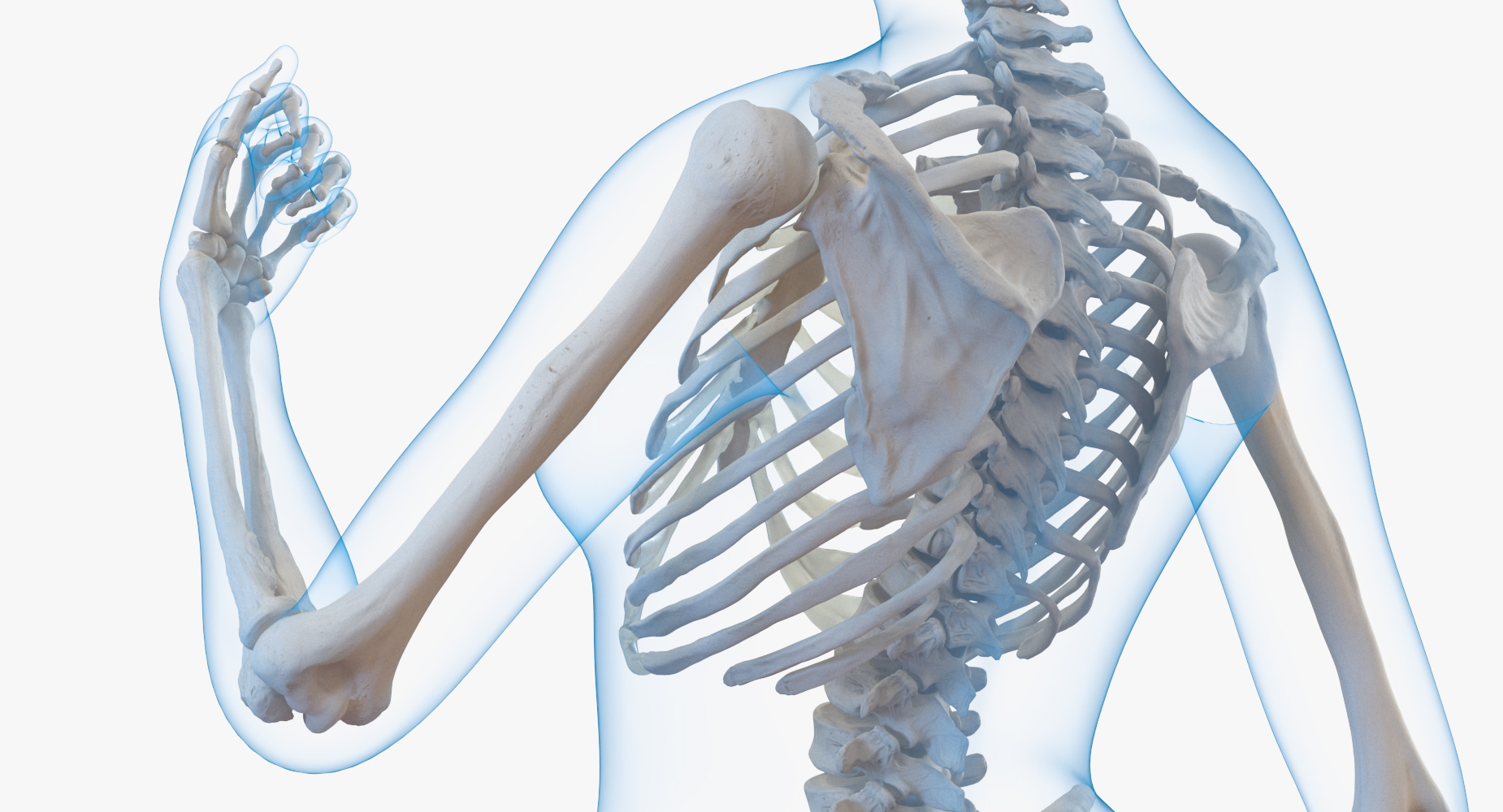 Female Body with Skeleton Standing Pose 3D model