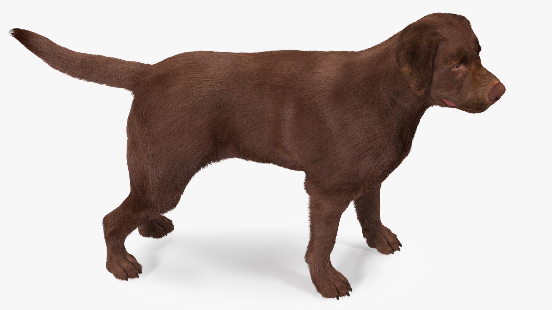 3D Labrador Dog Brown Standing Fur