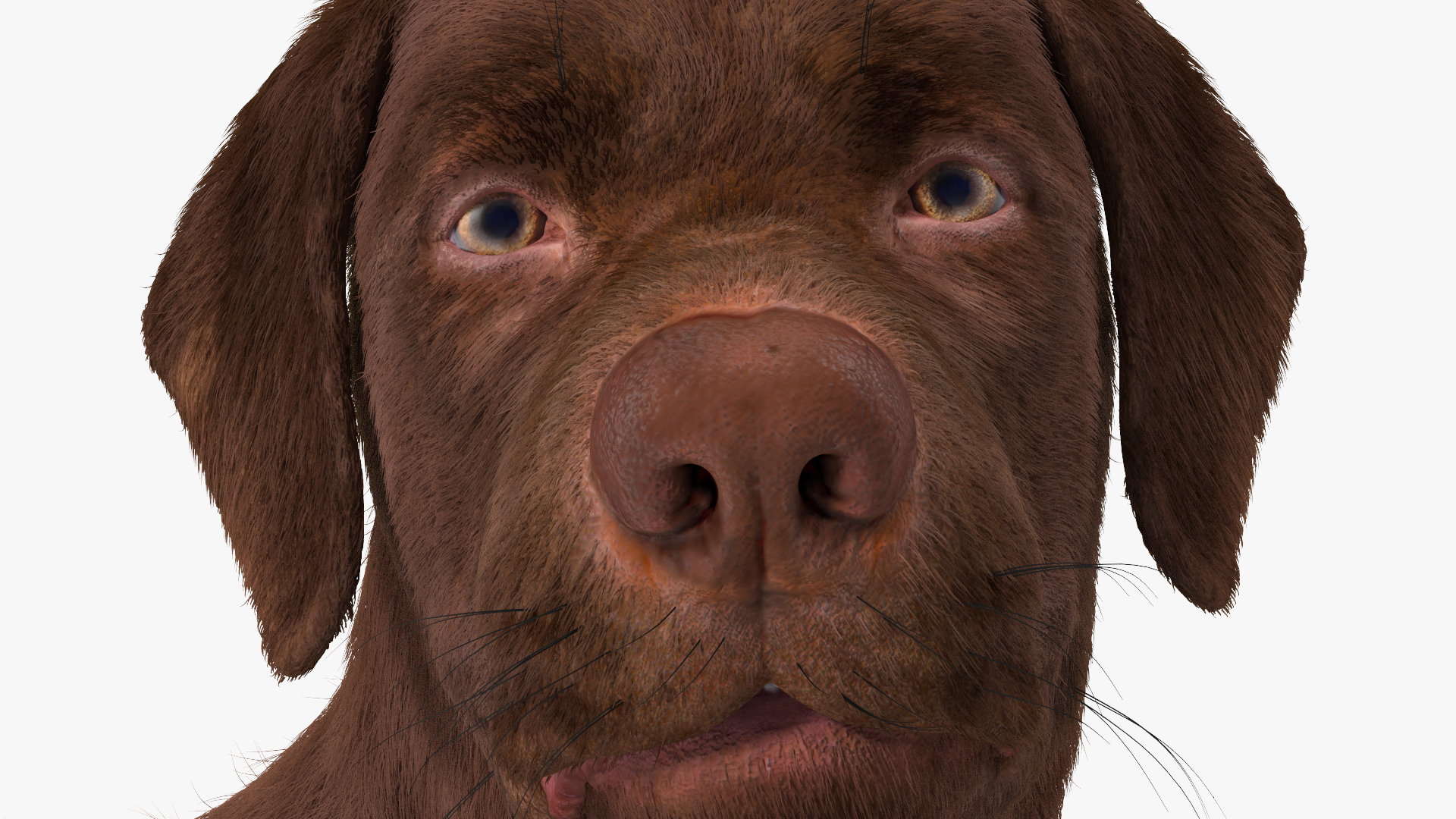 3D Labrador Dog Brown Standing Fur