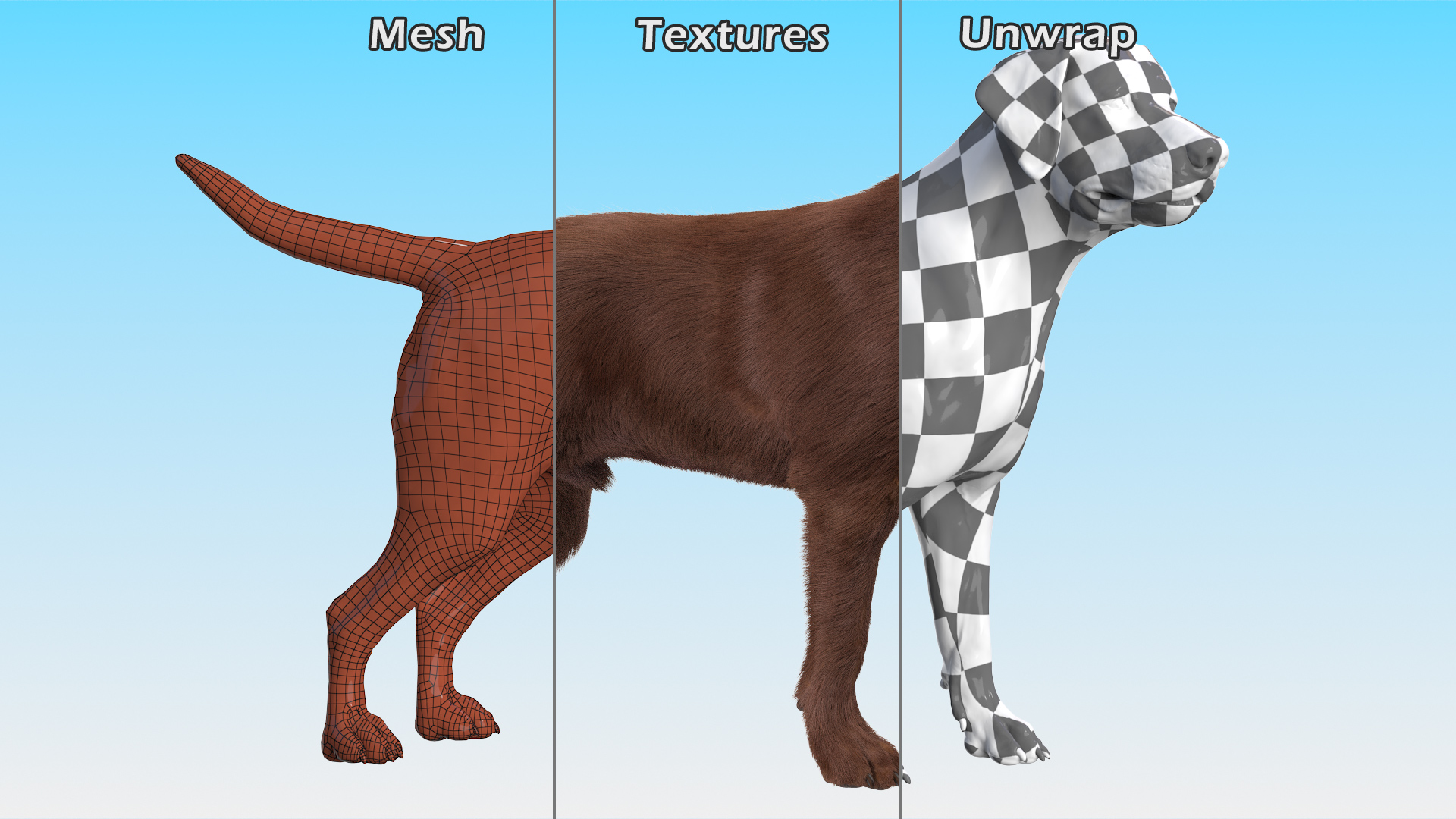 3D Labrador Dog Brown Standing Fur