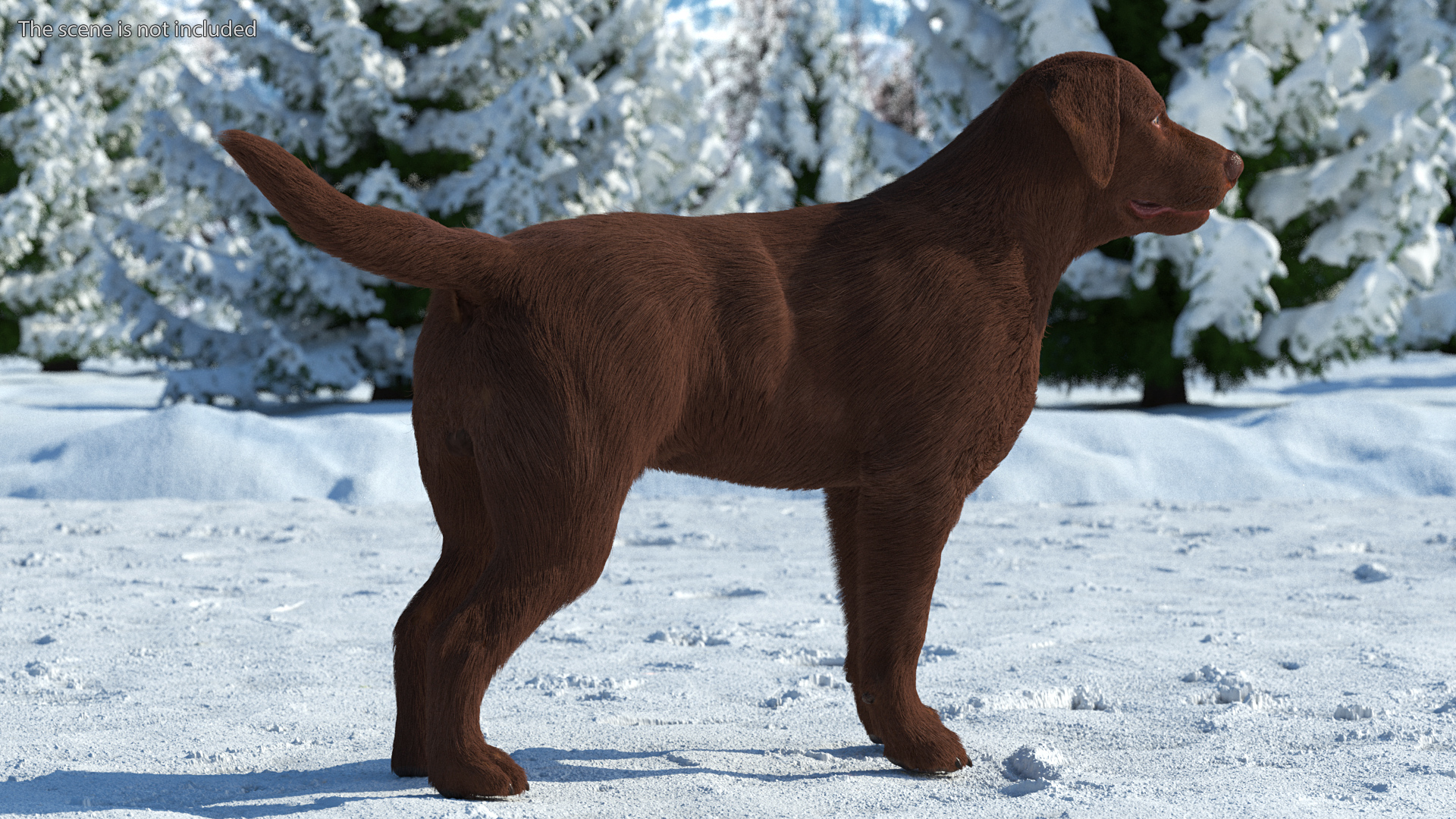 3D Labrador Dog Brown Standing Fur