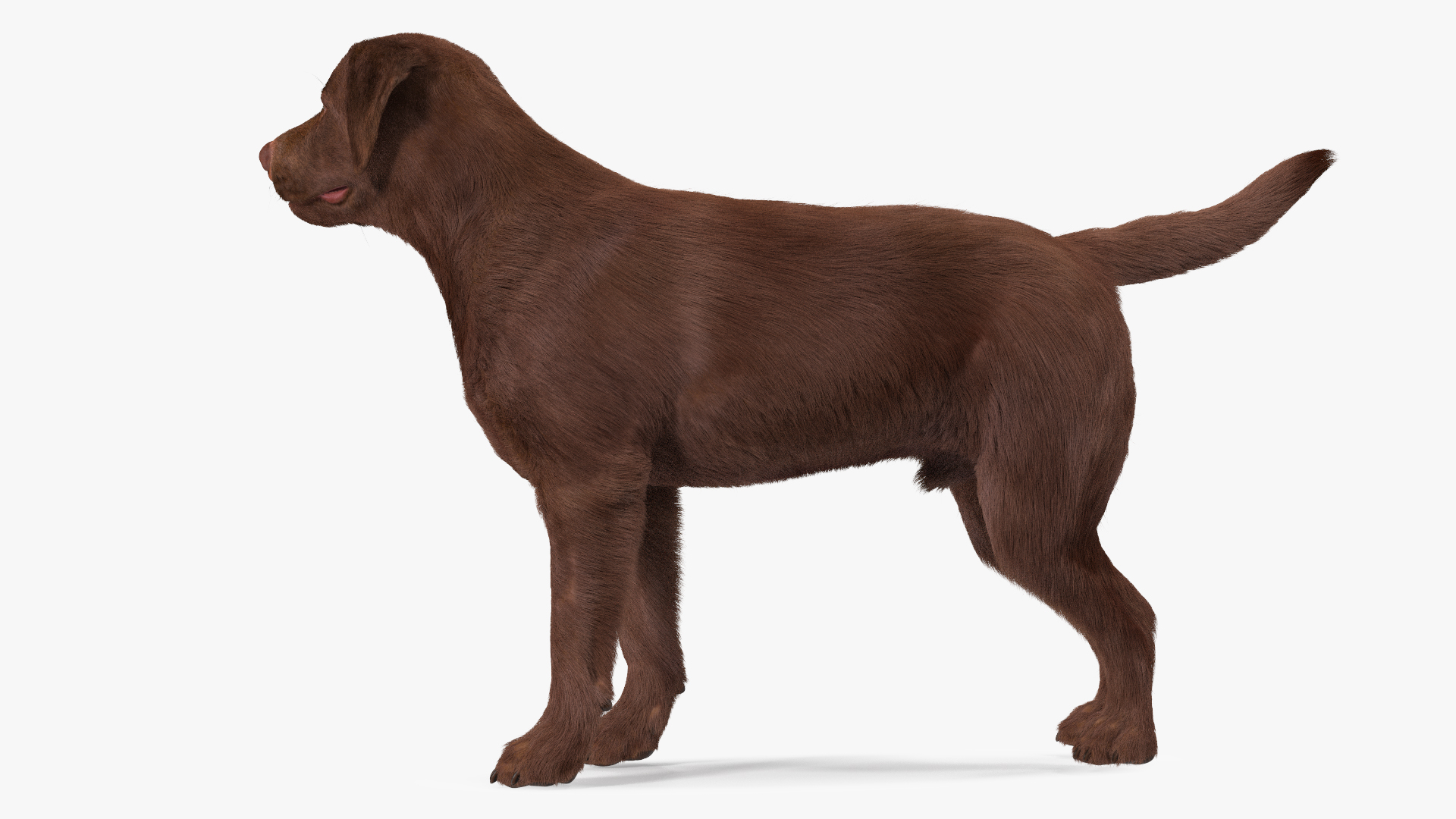 3D Labrador Dog Brown Standing Fur