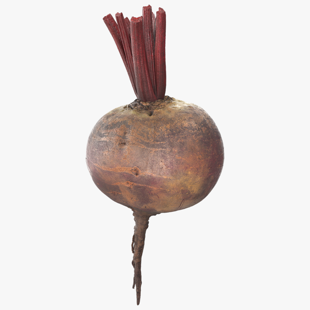 Fresh Beetroot with Stem Burgundy Fur
