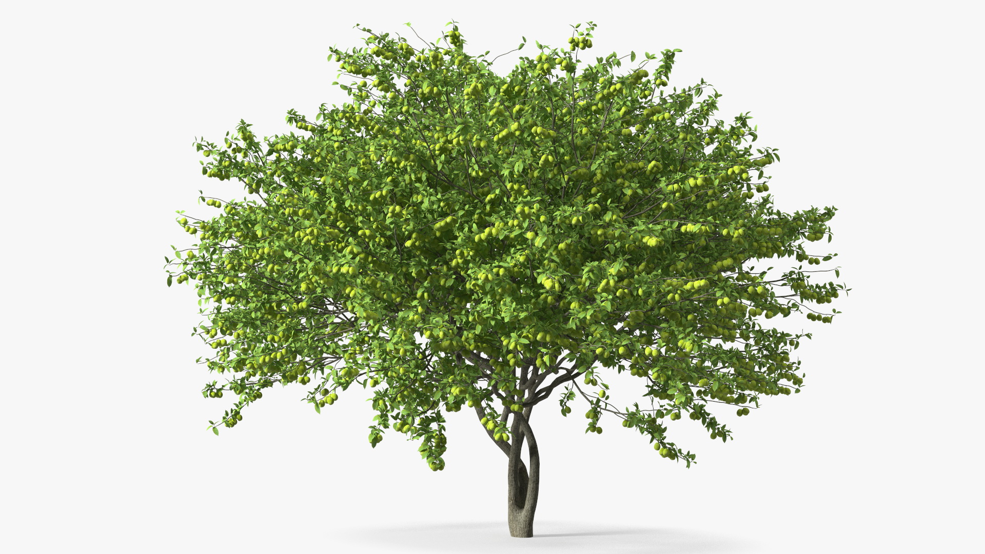 3D Green Plum Fruit Tree