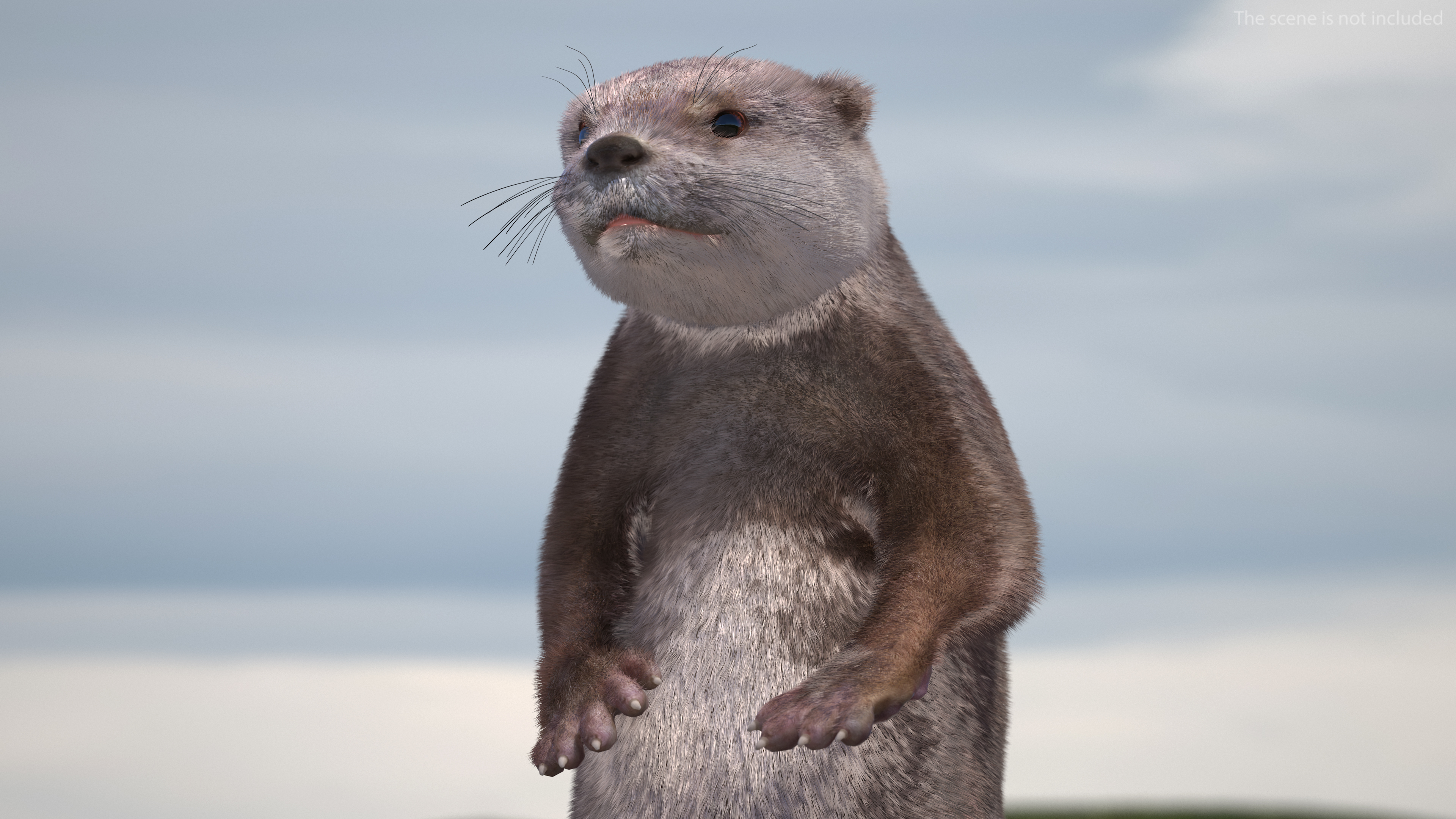 River Otter Standing Pose Fur 3D model