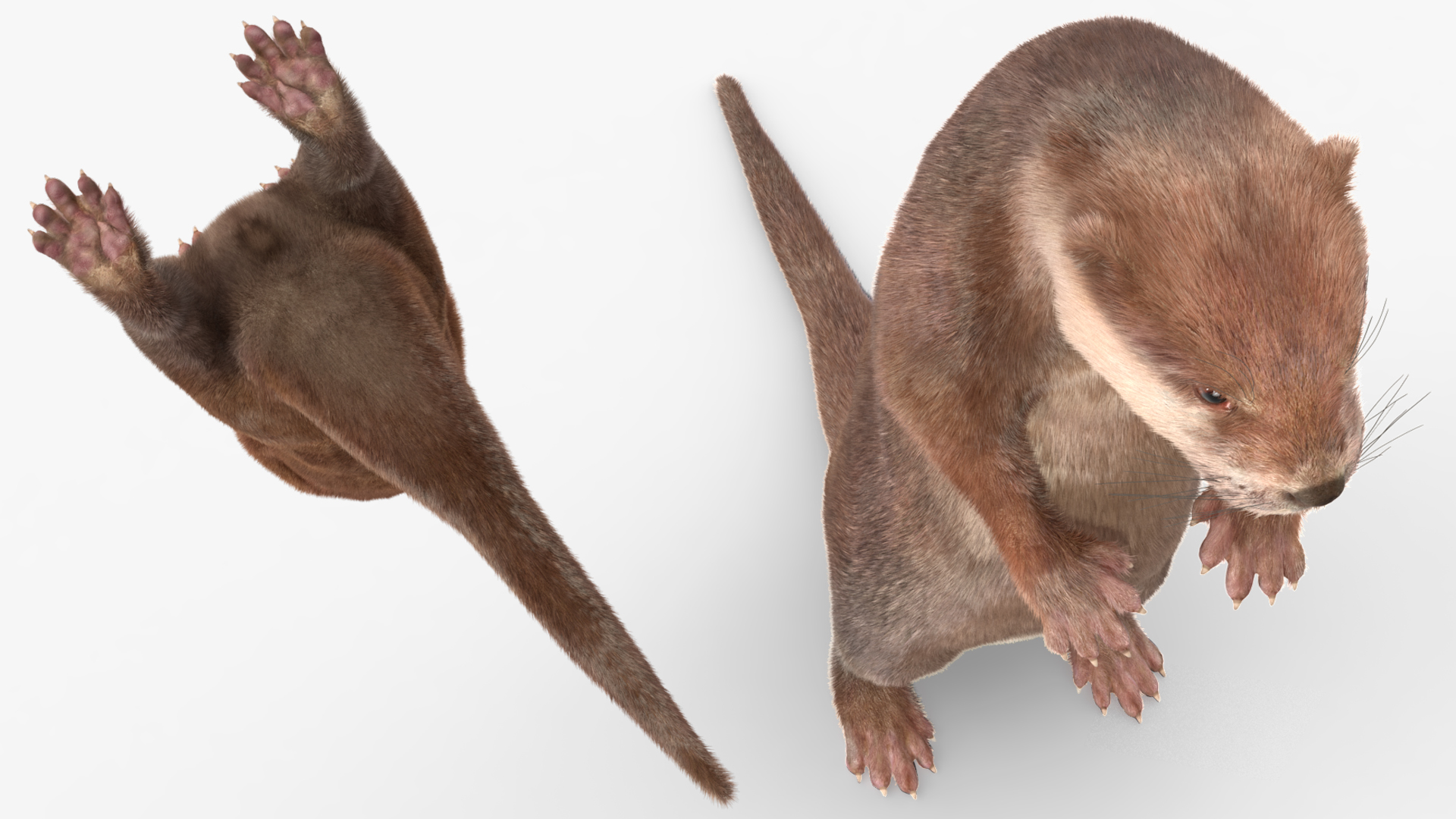 River Otter Standing Pose Fur 3D model