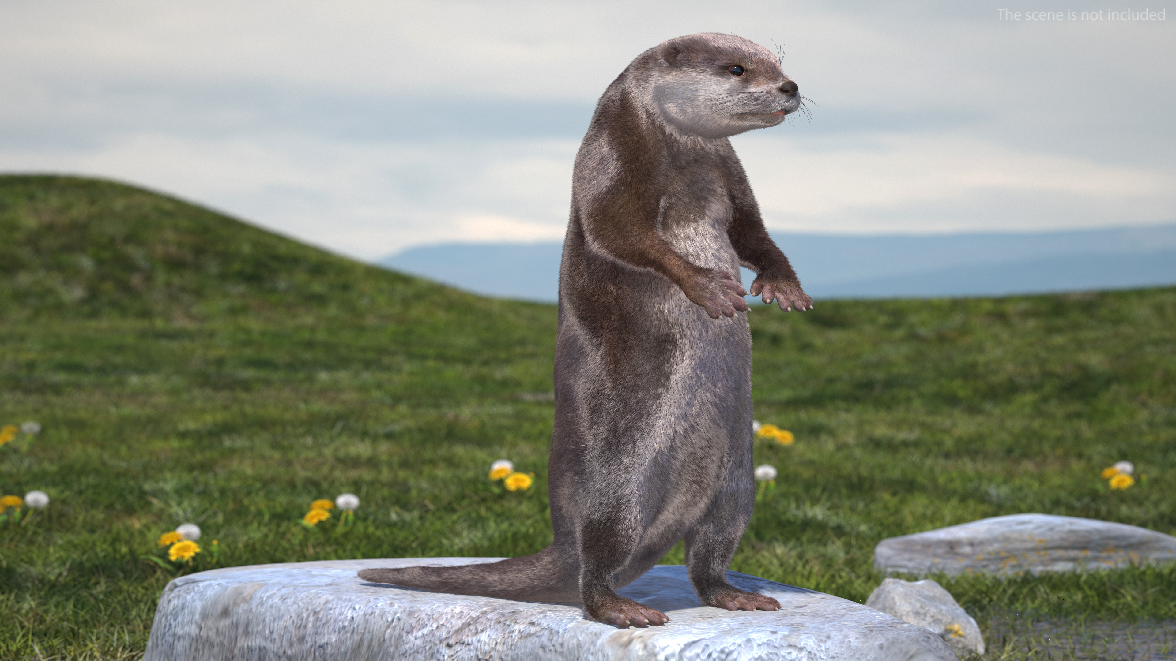 River Otter Standing Pose Fur 3D model