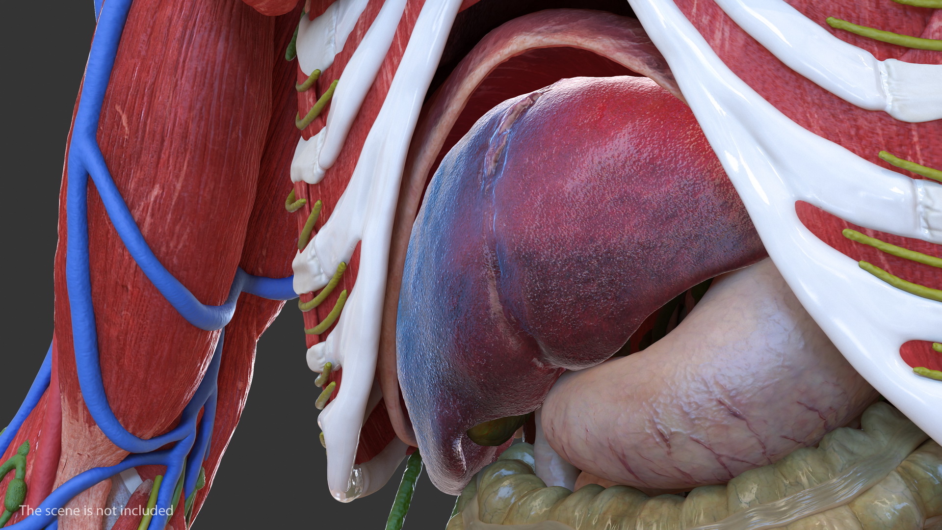 3D Human Liver