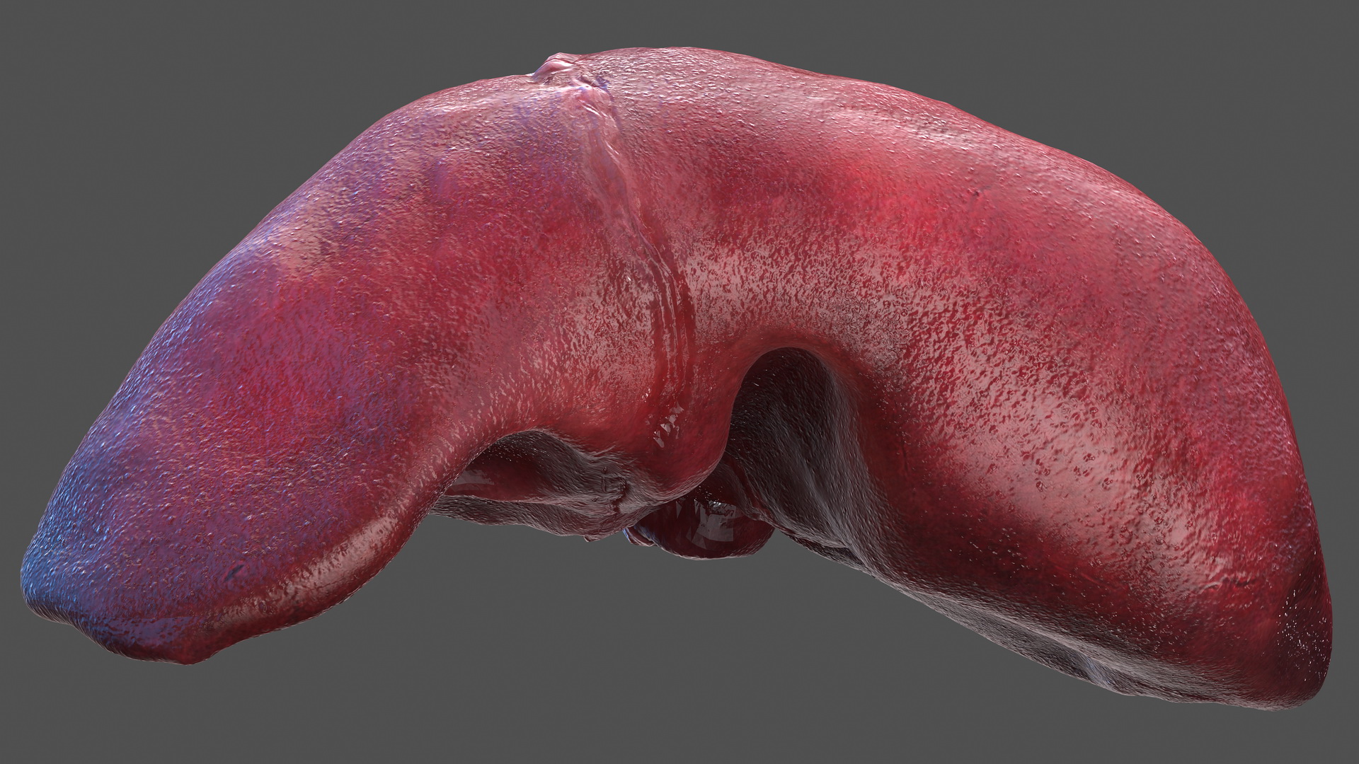 3D Human Liver