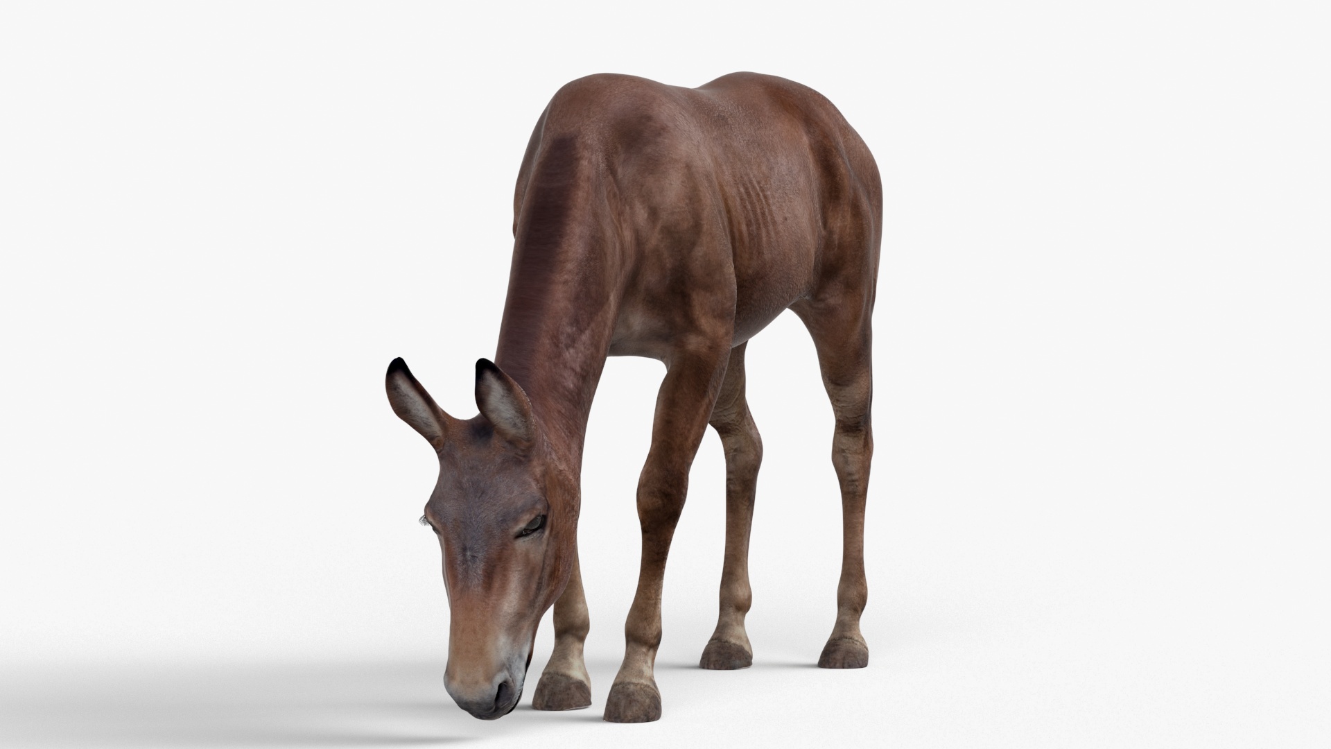 3D model Eating Bay Mule