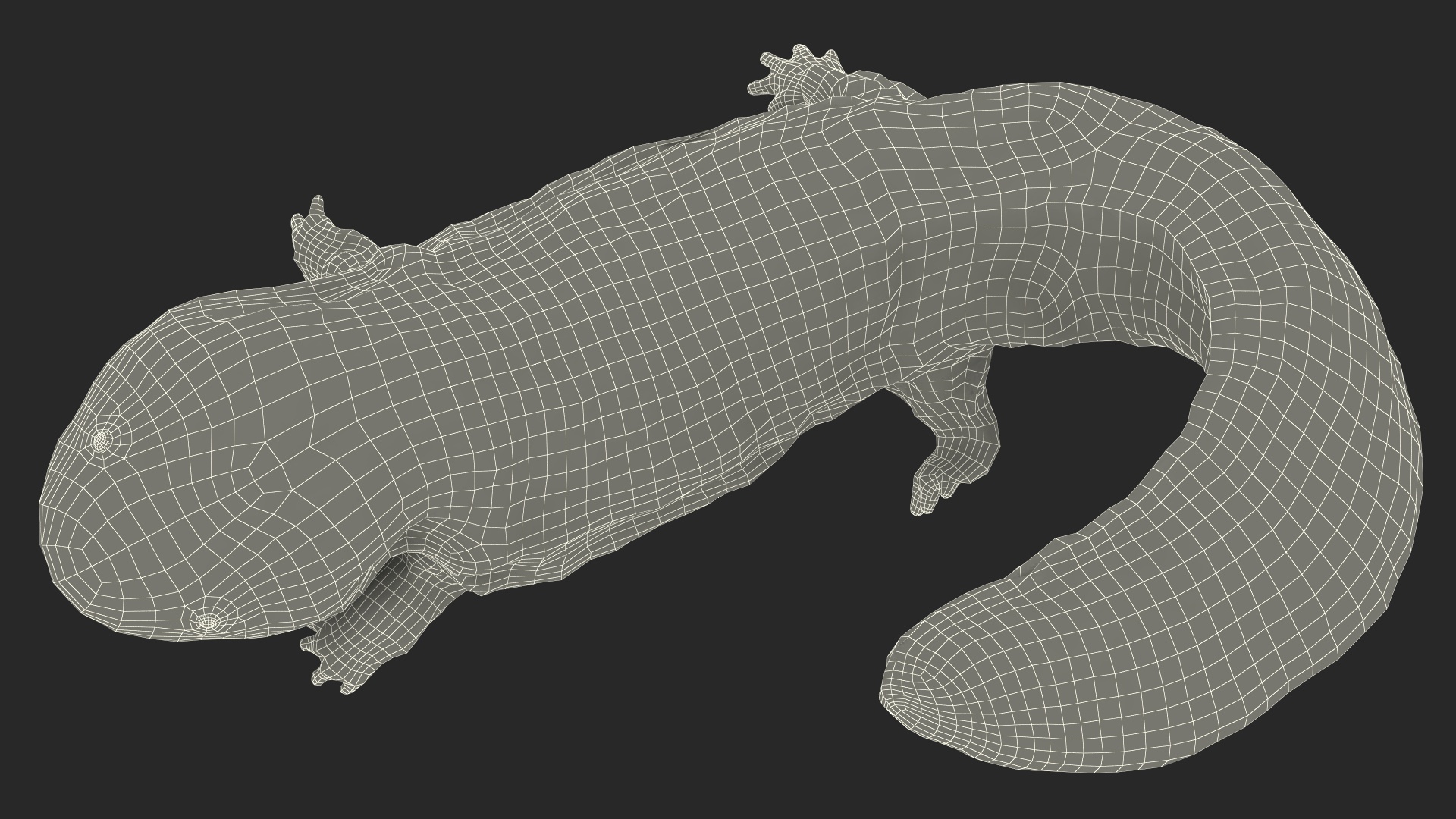 3D Aquatic Giant Salamander Light Wet Swimming model