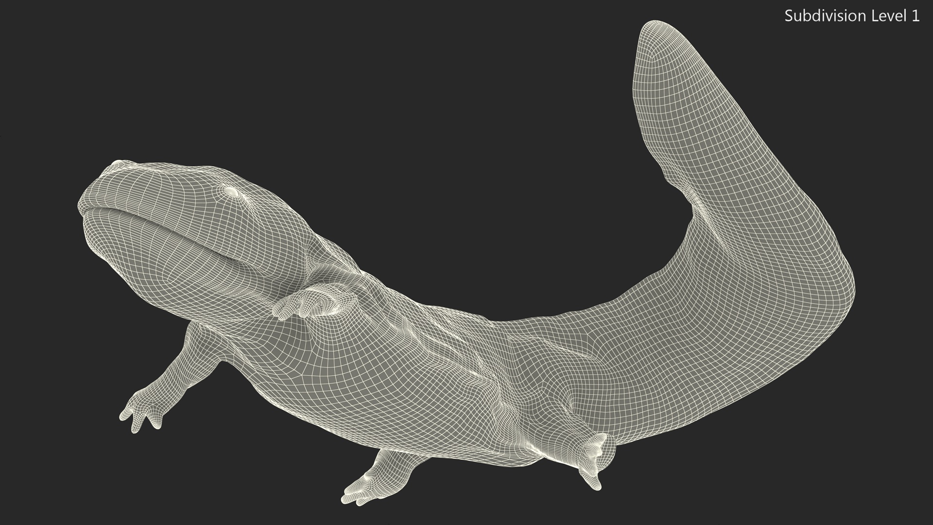 3D Aquatic Giant Salamander Light Wet Swimming model