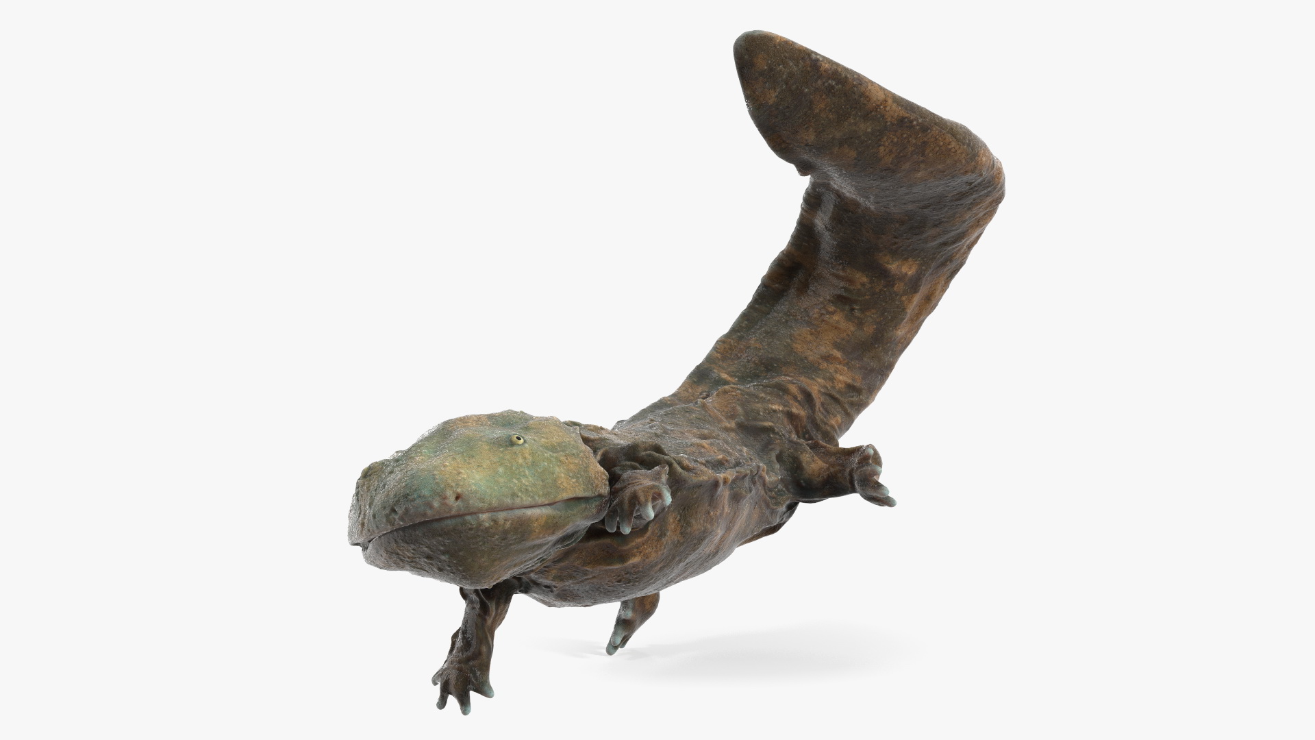 3D Aquatic Giant Salamander Light Wet Swimming model