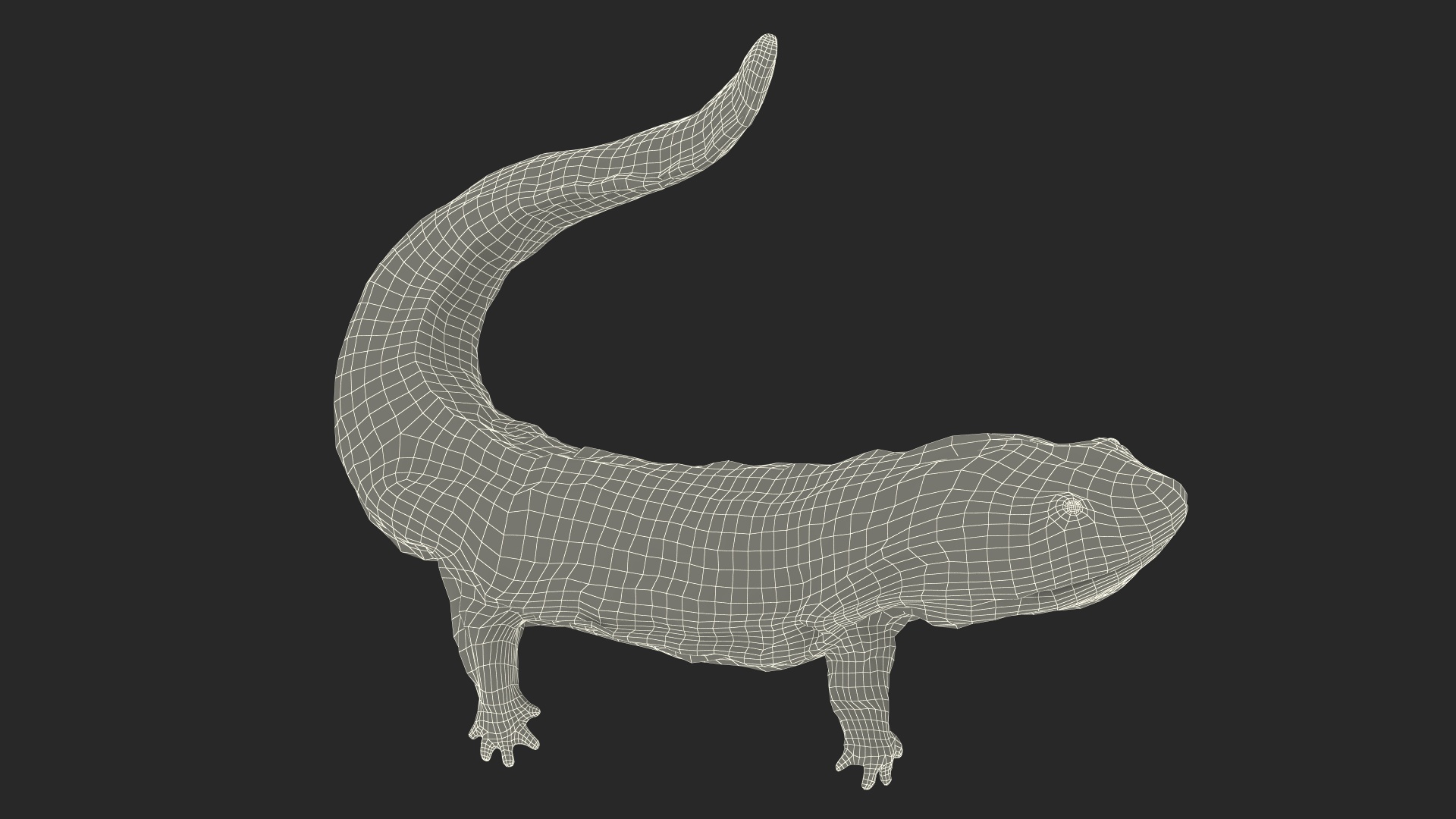 3D Aquatic Giant Salamander Light Wet Swimming model