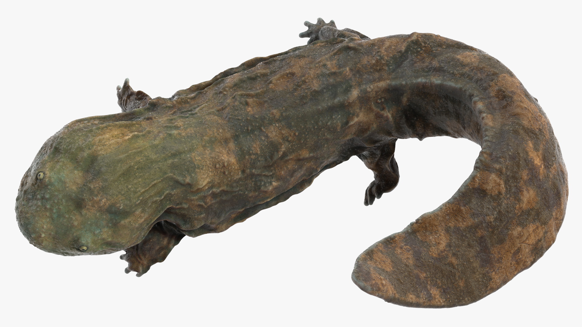 3D Aquatic Giant Salamander Light Wet Swimming model