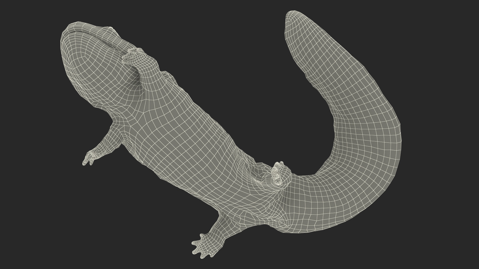 3D Aquatic Giant Salamander Light Wet Swimming model