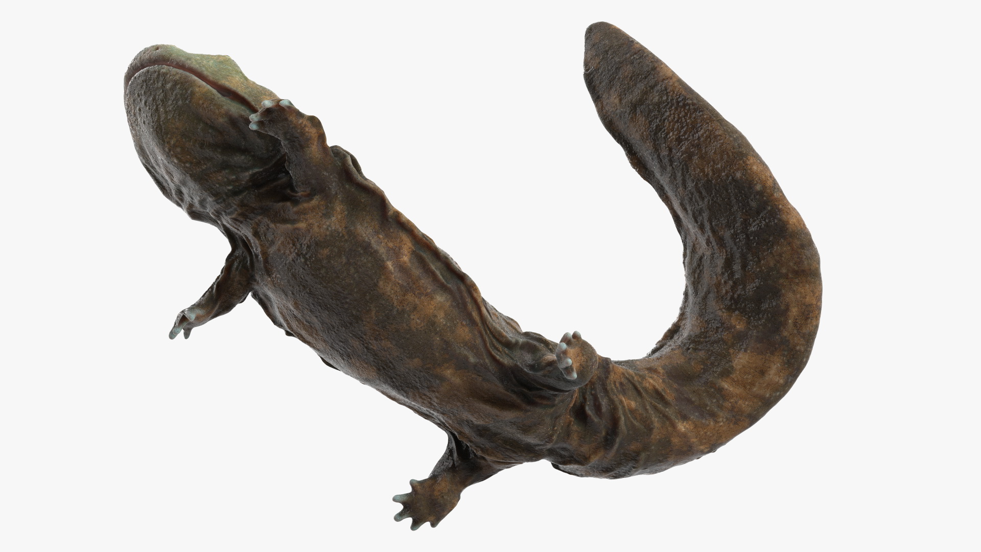 3D Aquatic Giant Salamander Light Wet Swimming model