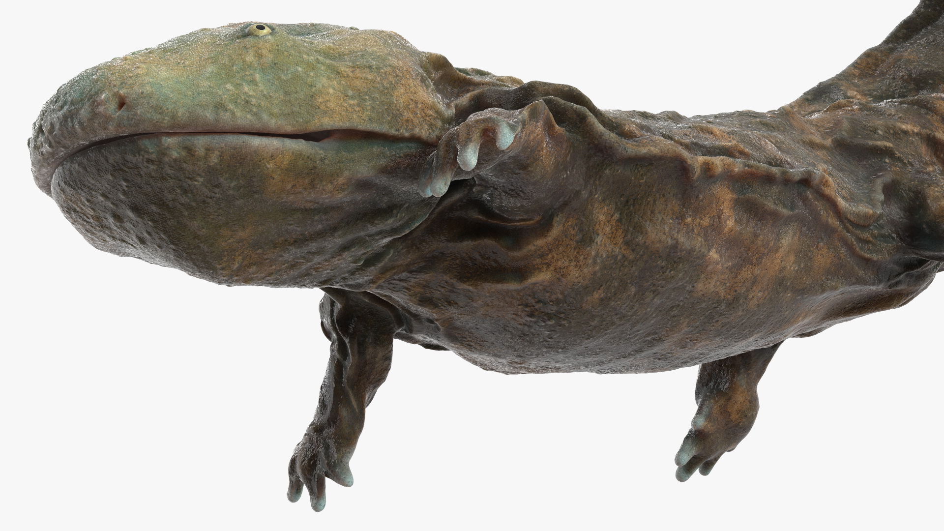 3D Aquatic Giant Salamander Light Wet Swimming model