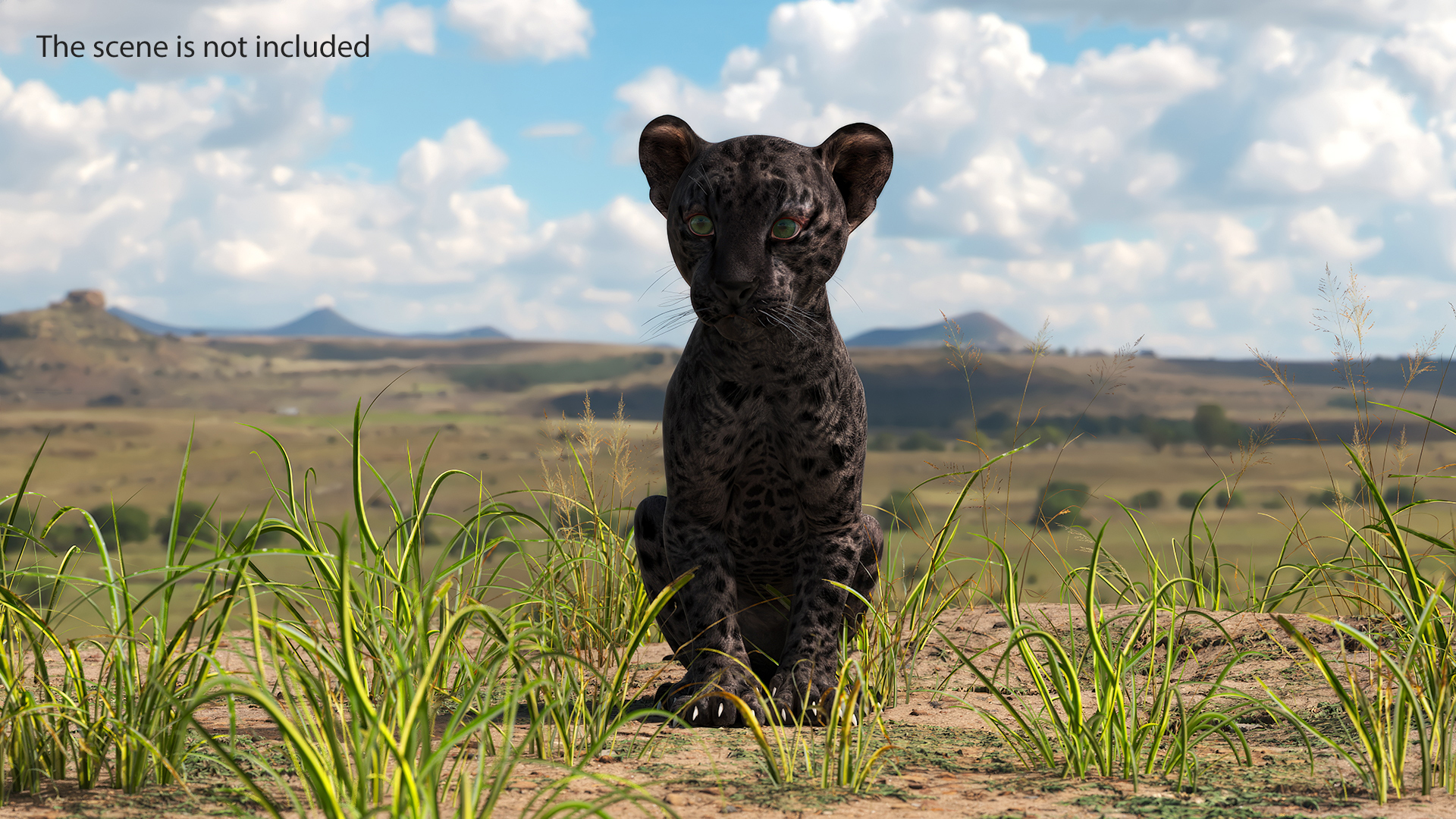 3D model Black Leopard Cub Sitting Pose