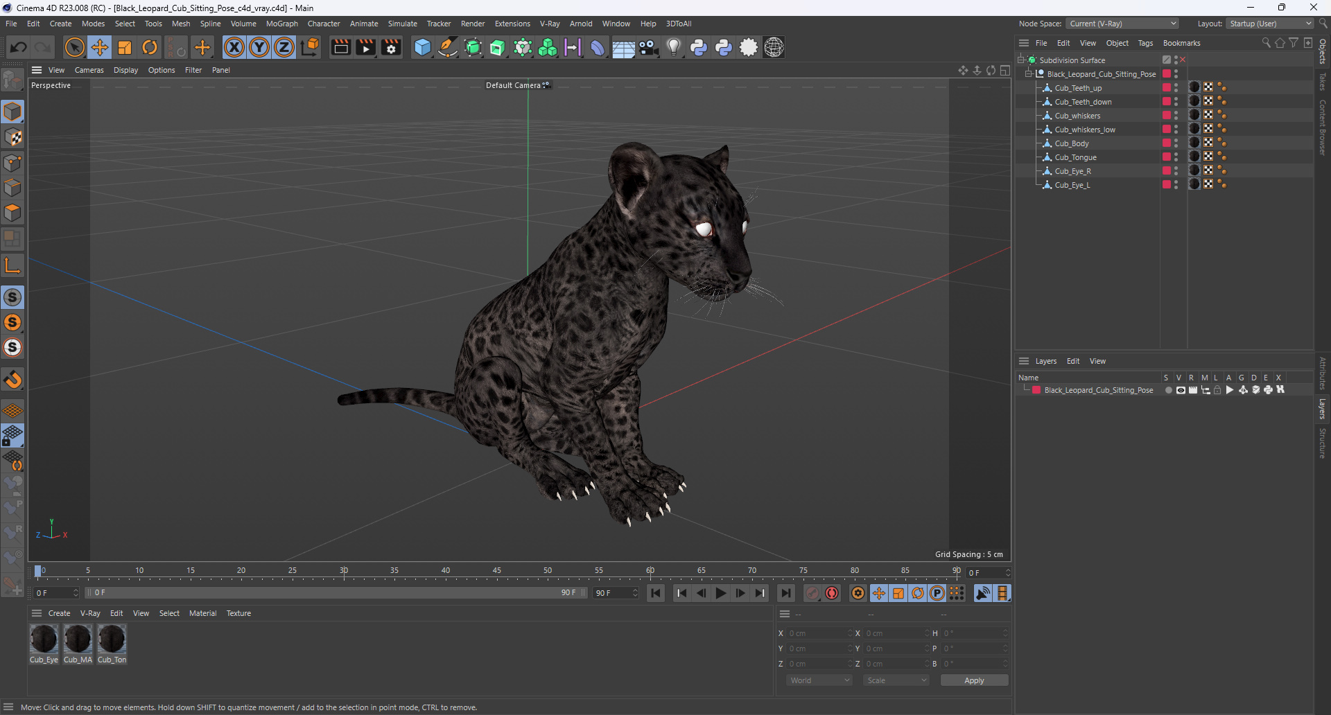 3D model Black Leopard Cub Sitting Pose